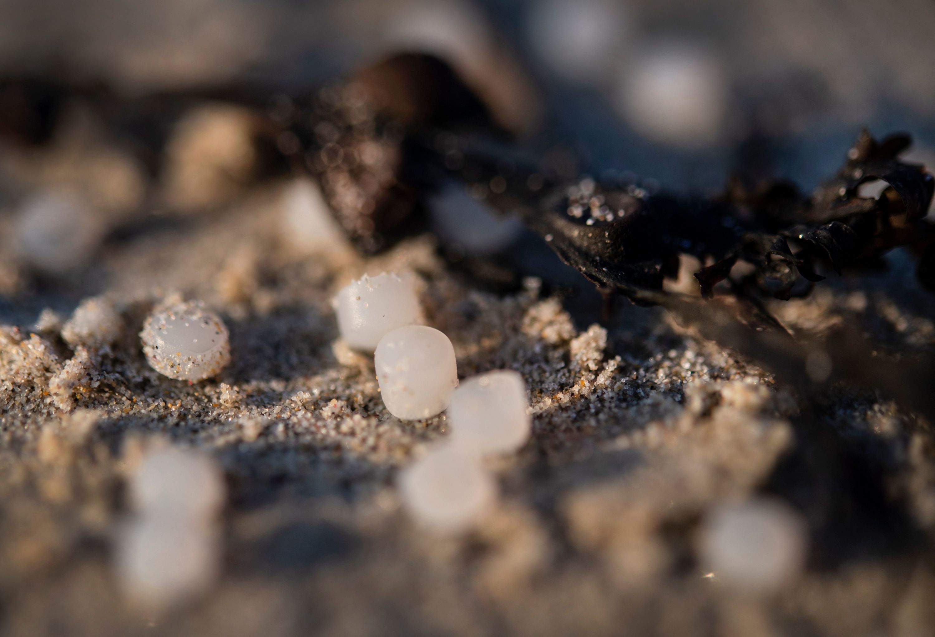Pollution aux billes de plastique sur les plages : une nouvelle commune de Loire-Atlantique impactée