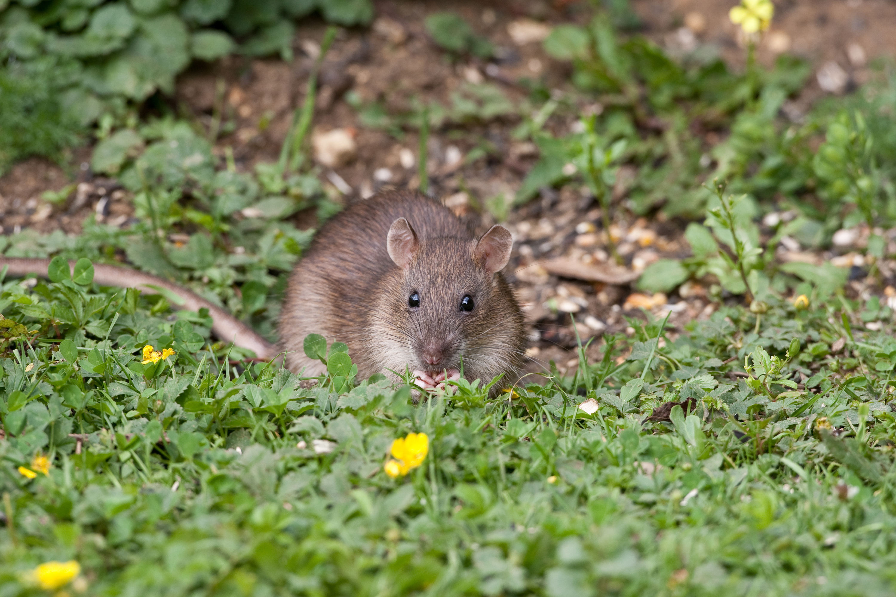 Comment se débarrasser des rats au jardin ?