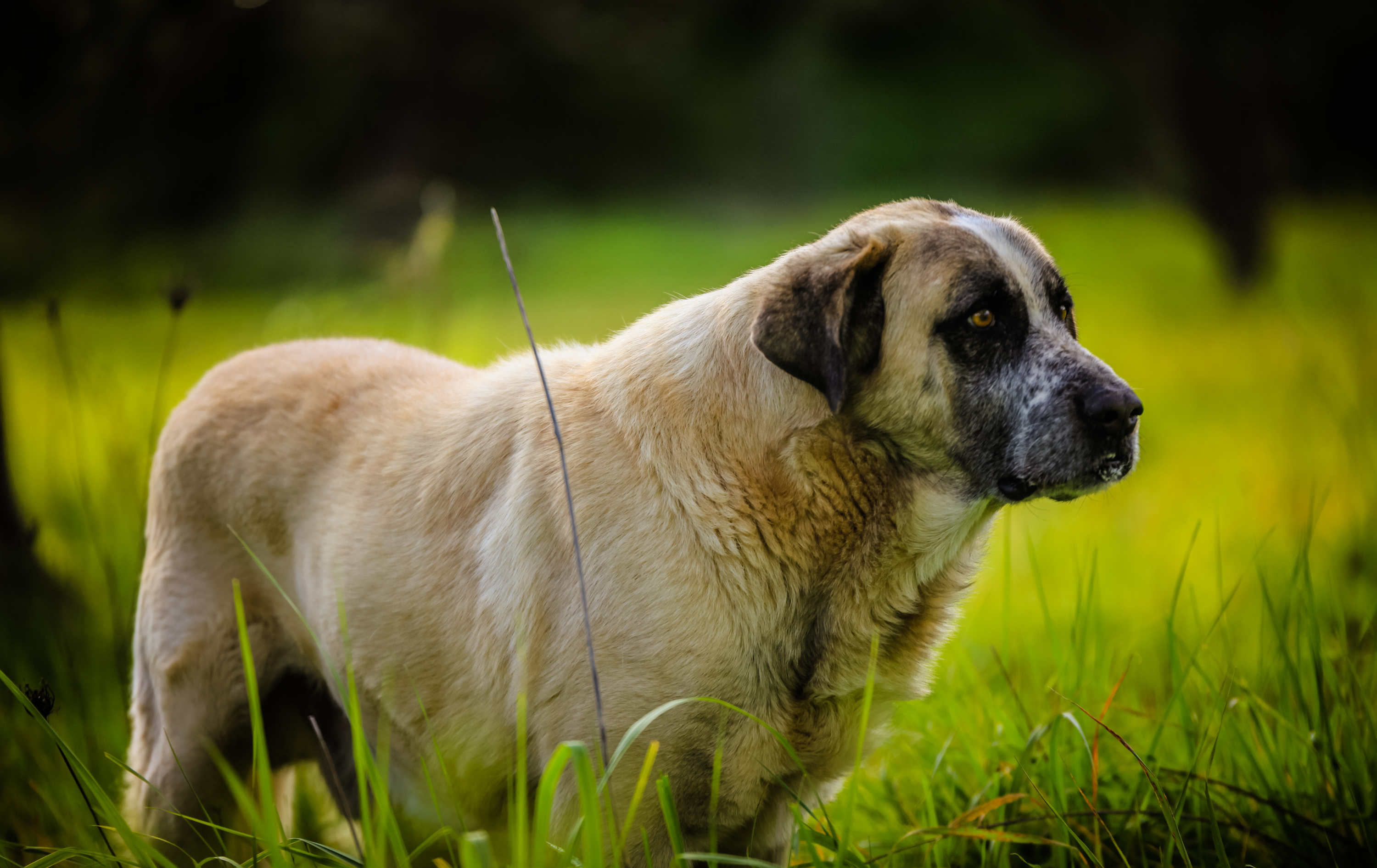 Bobi, le chien le plus vieux du monde, meurt à l'âge de 31 ans