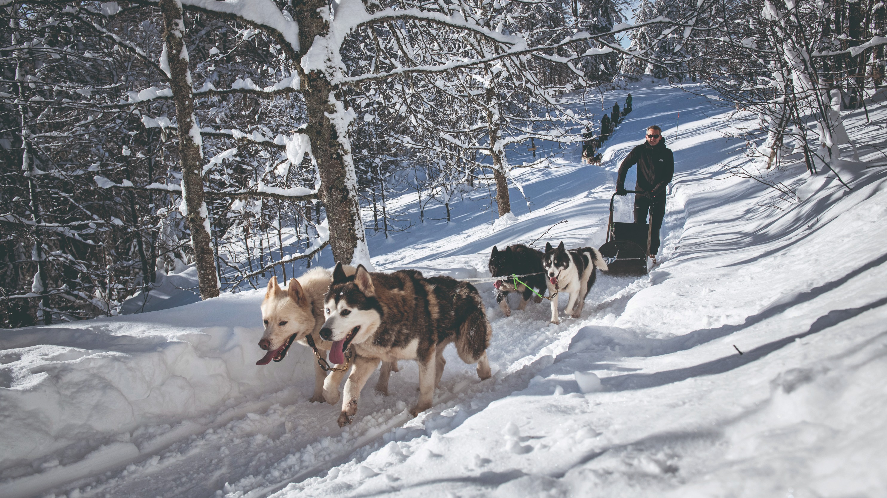 Harnais pour chiens de traîneau. Sport canin : Attelage canin, Ski