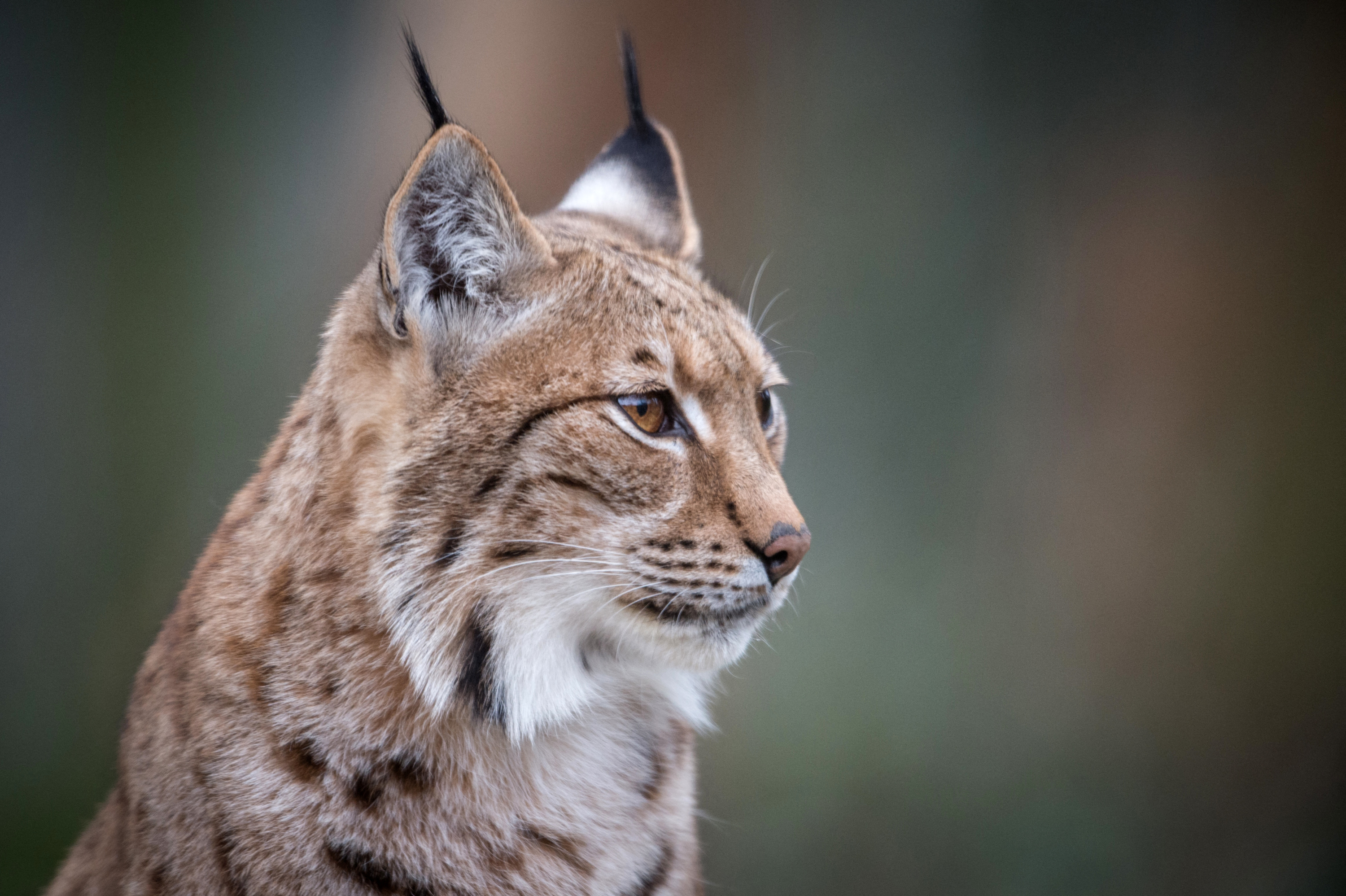Après avoir été menacé d'extinction en France, le lynx reprend ses