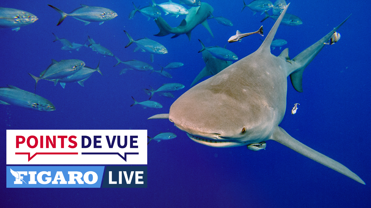 Nouvelle-Calédonie. Attaque mortelle de requin à Nouméa