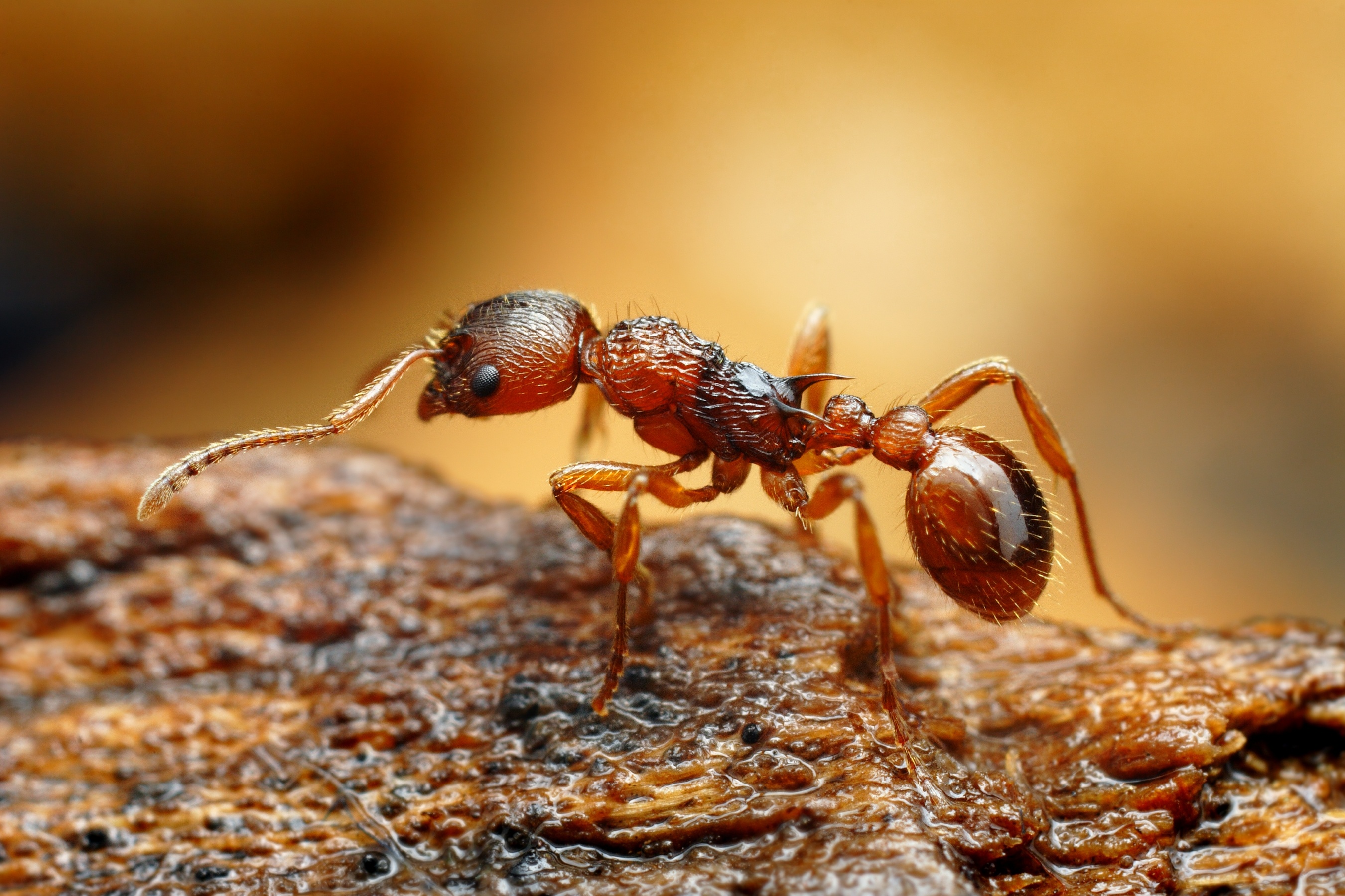 Ce que l'on sait de la «fourmi électrique», qui s'installe en France