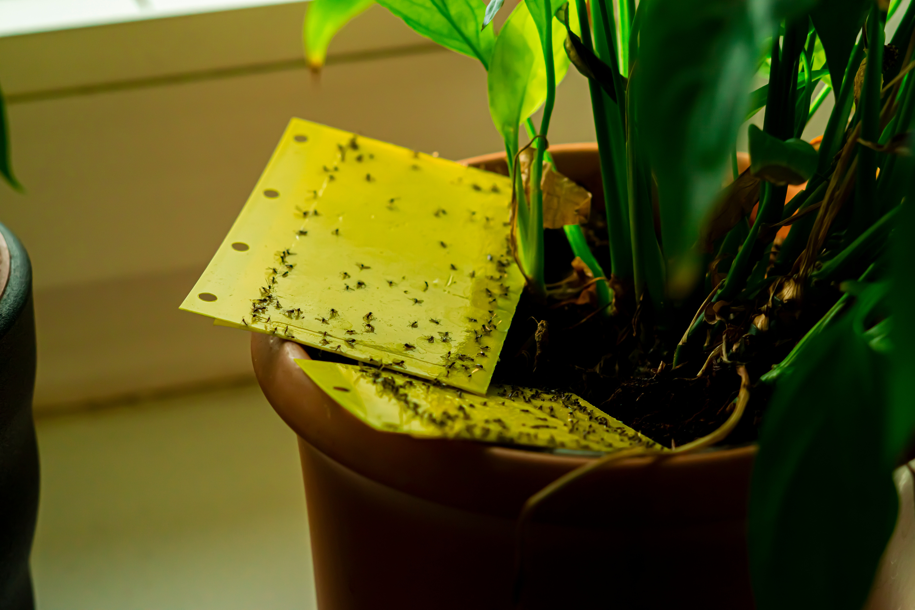 Comment se débarrasser des moucherons dans les plantes naturellement ?