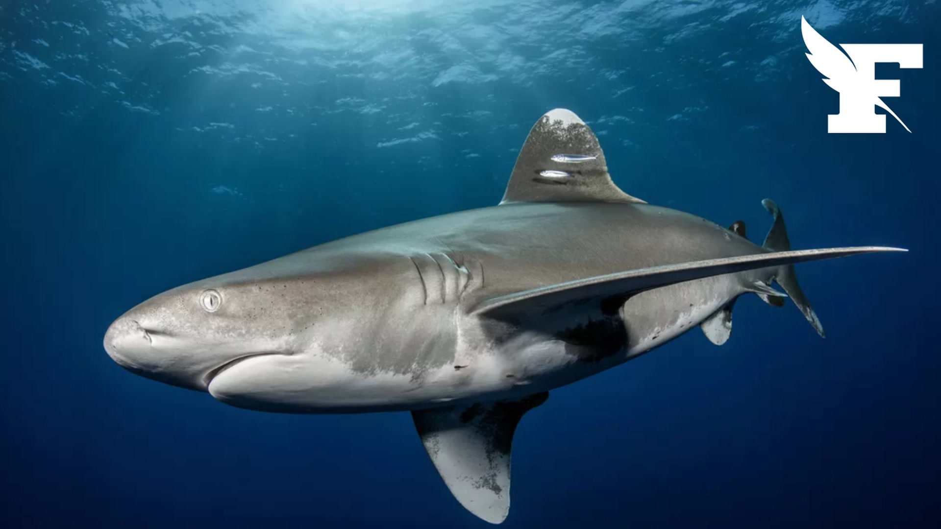 INFOGRAPHIE. En Californie, le requin blanc n'attaque pas plus qu