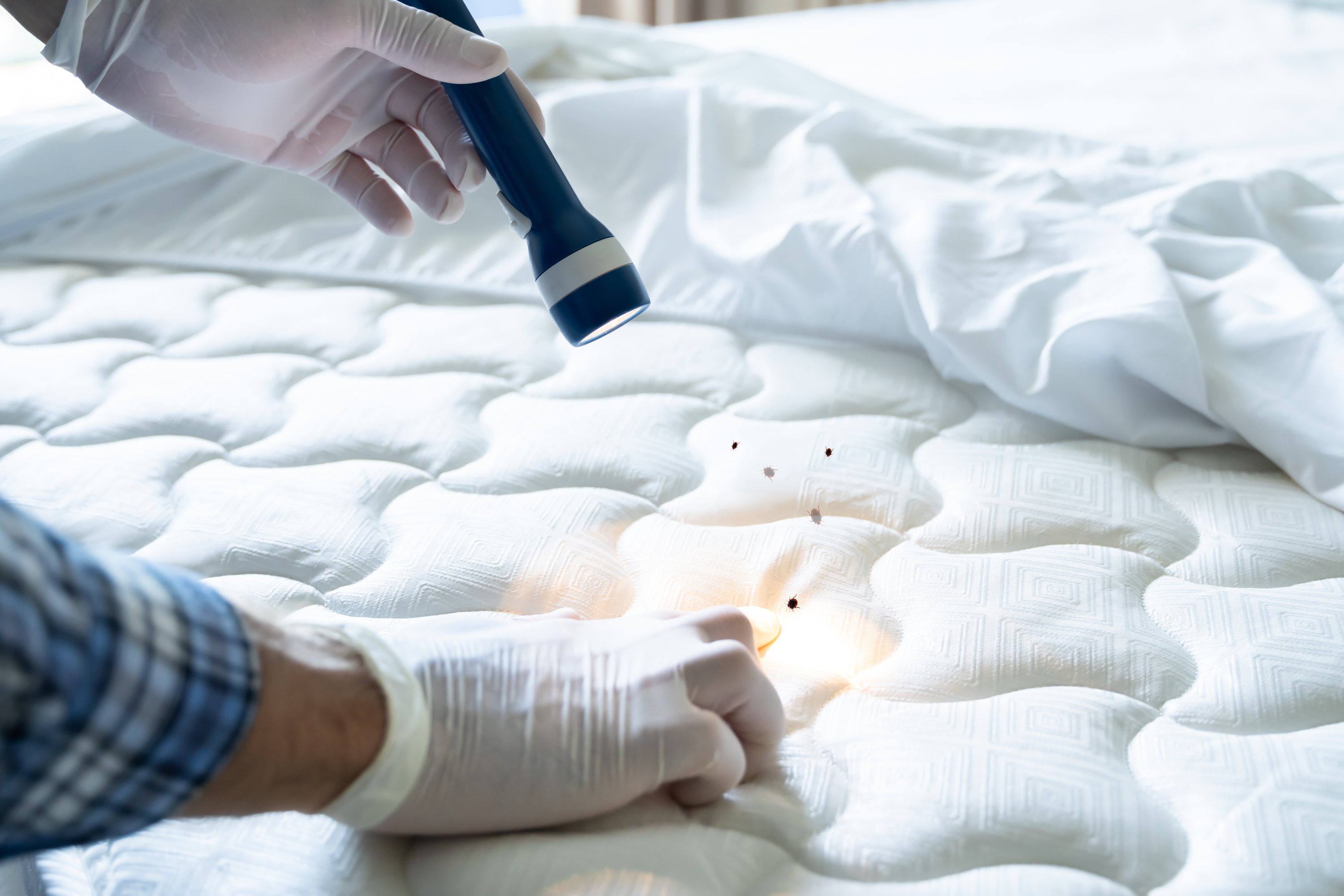 Comment se débarrasser des punaises de lit ? Nos solutions