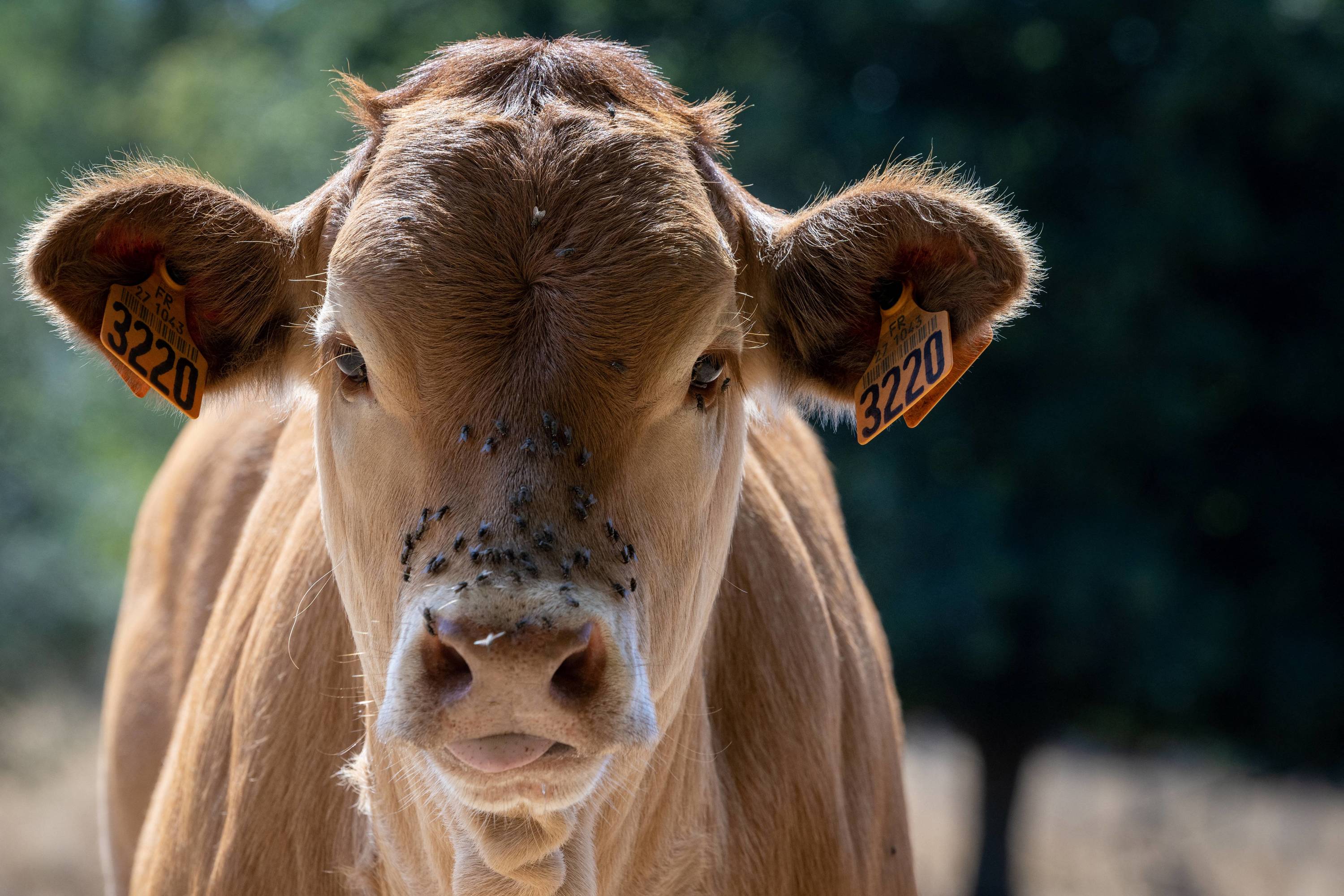 Bergerac : un veau de 250 kilos s'échappe de l'abattoir pendant plusieurs heures