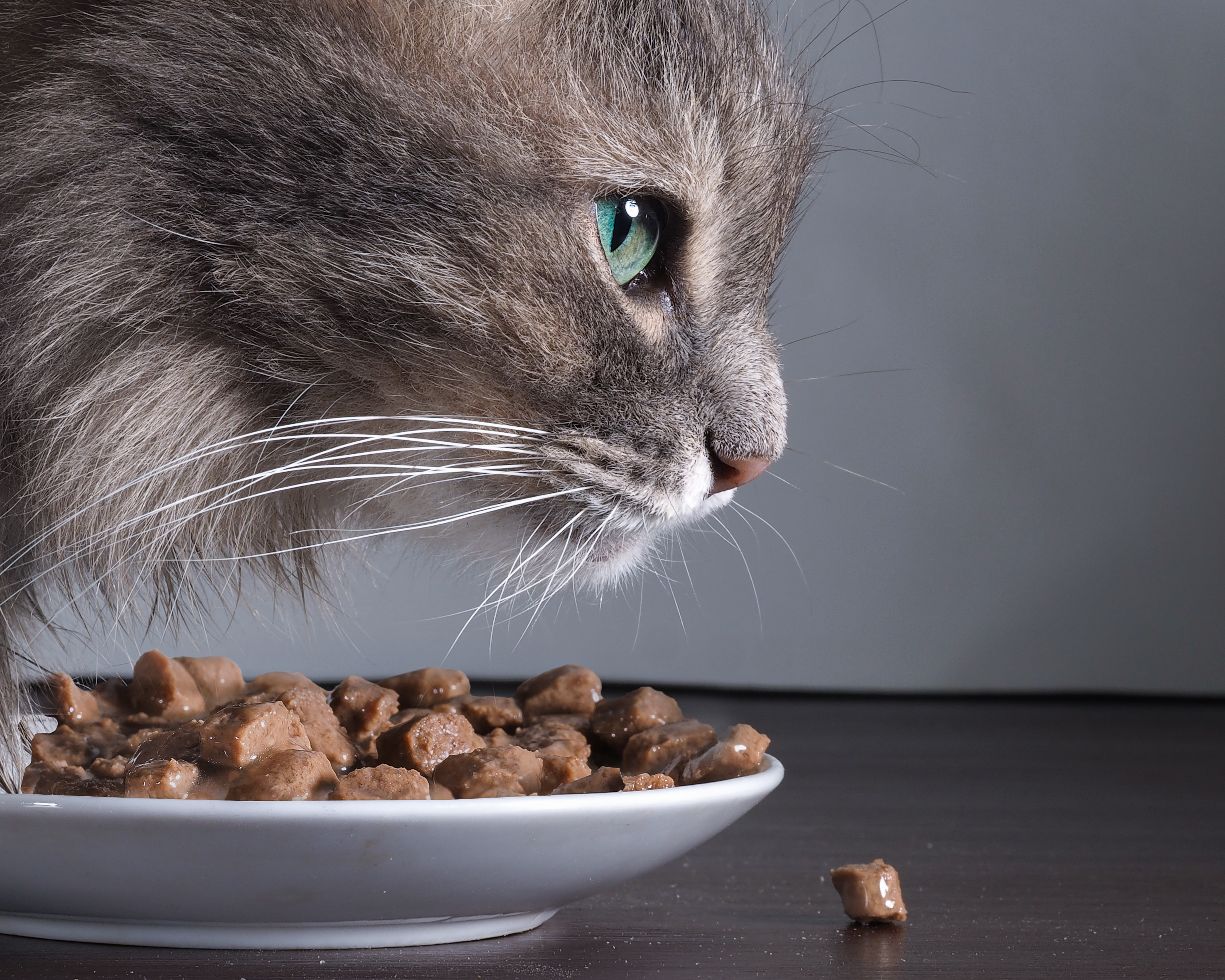 La pâtée pour chats : une nourriture adaptée ?