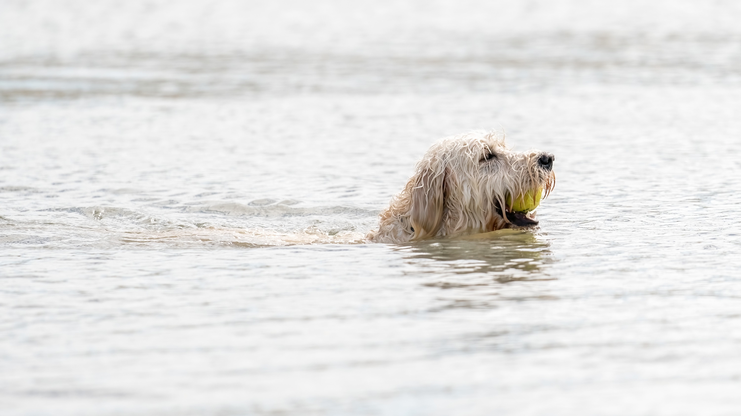 Meuse : un couple se noie en tentant de sauver son chien