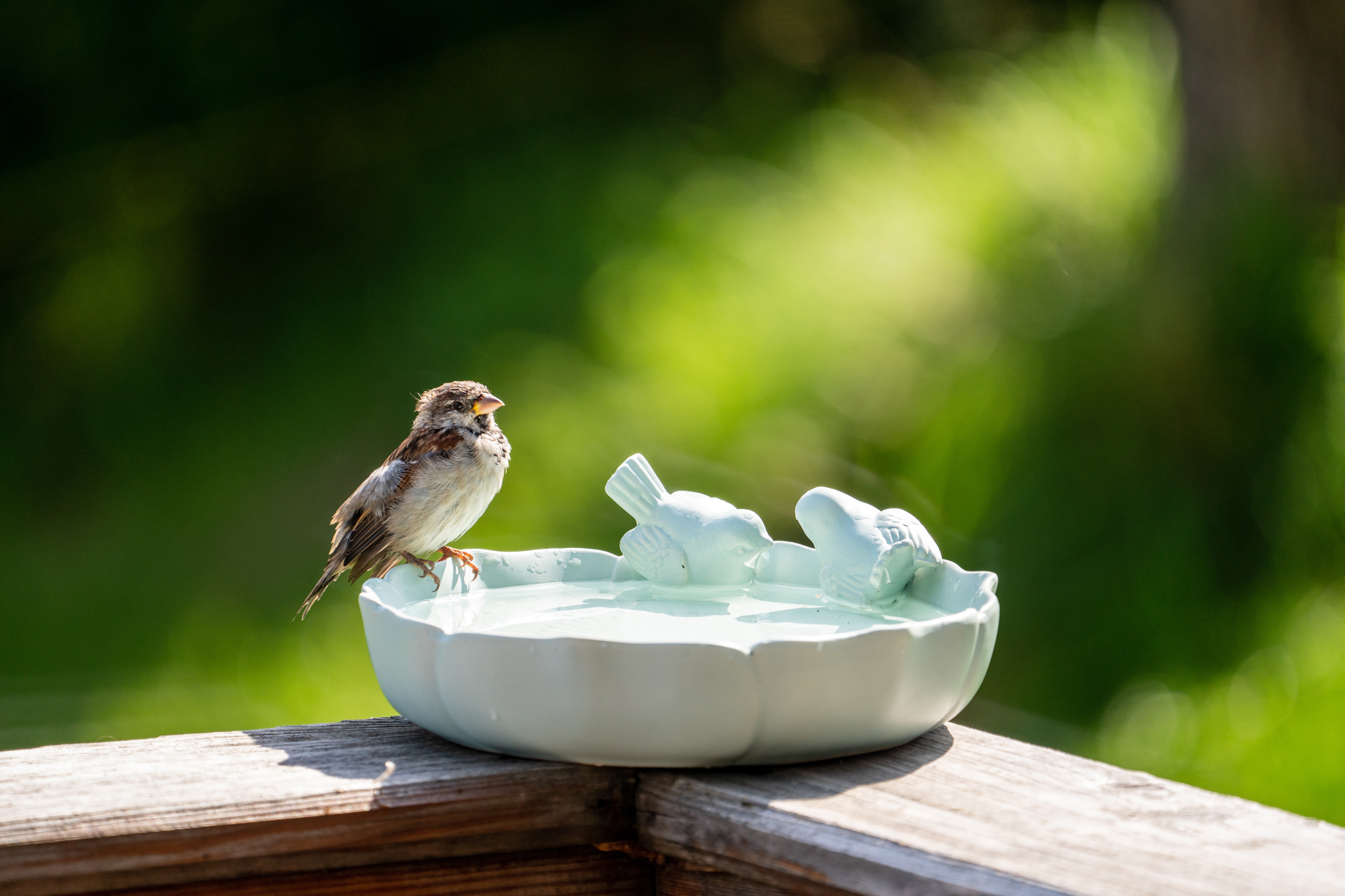 Mangeoire à oiseaux pour rebord de fenêtre  La meilleure façon d'attirer  plus d'oiseaux