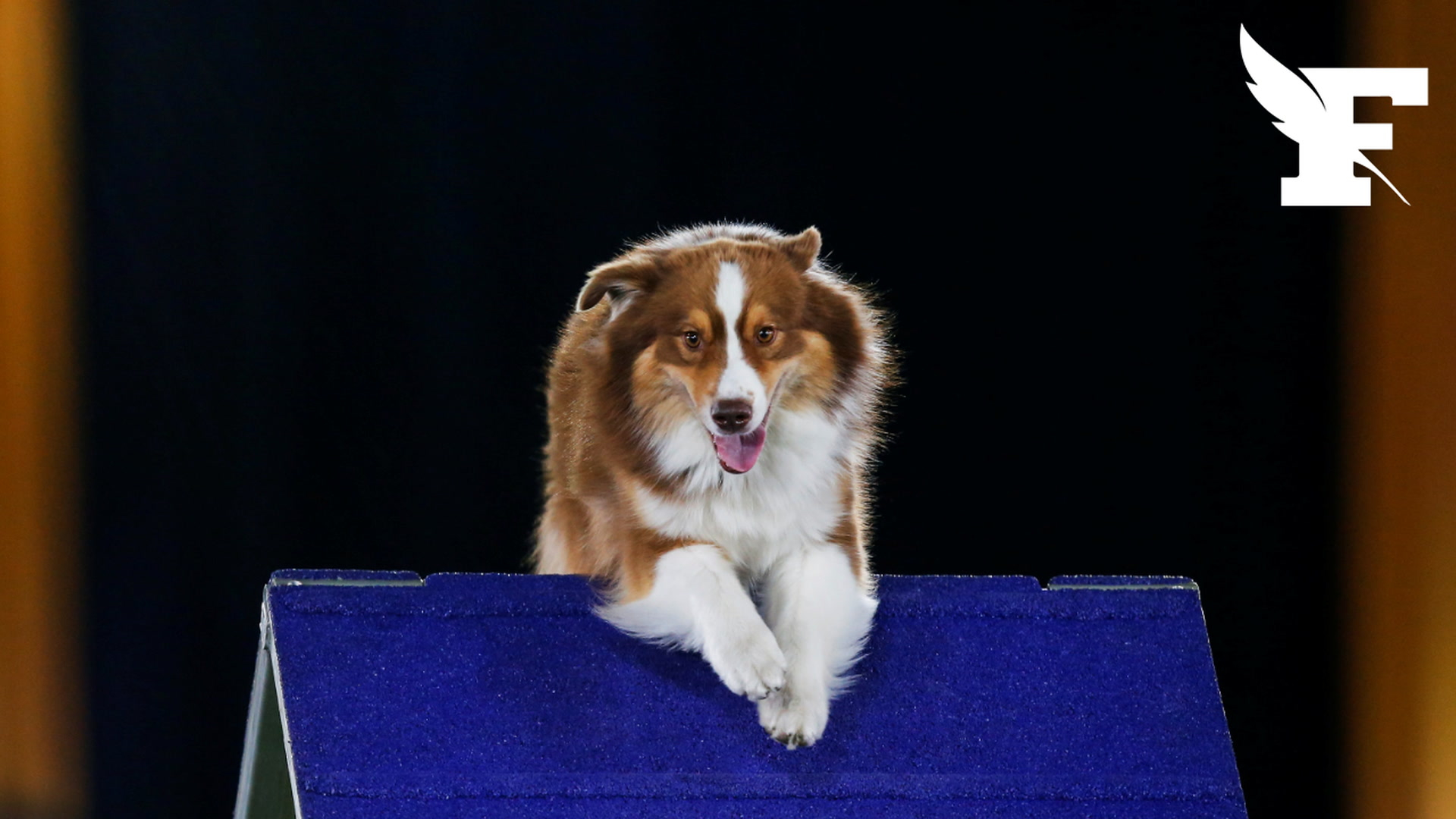 noms de races de chiens géants