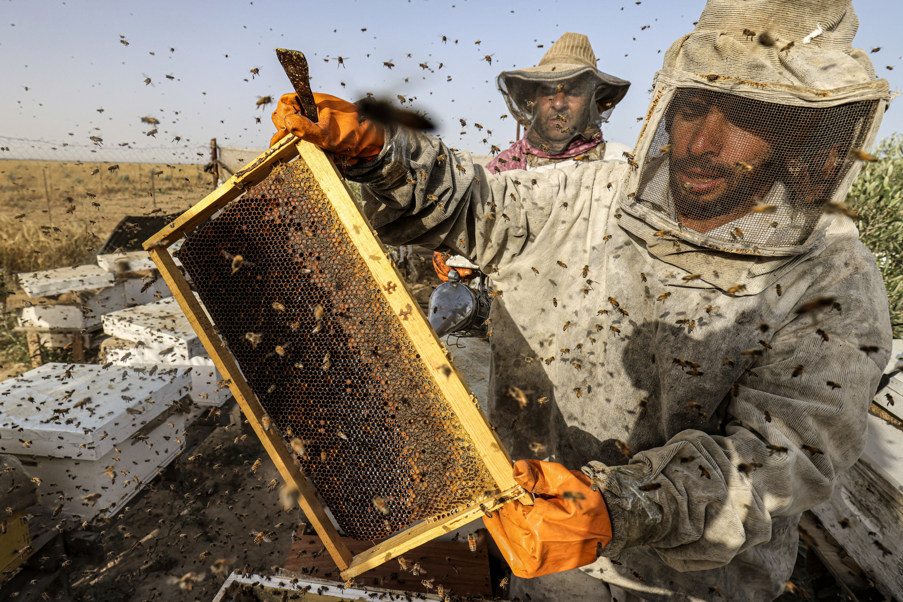 Installer une ruche dans sa cour, la solution pour sauver les