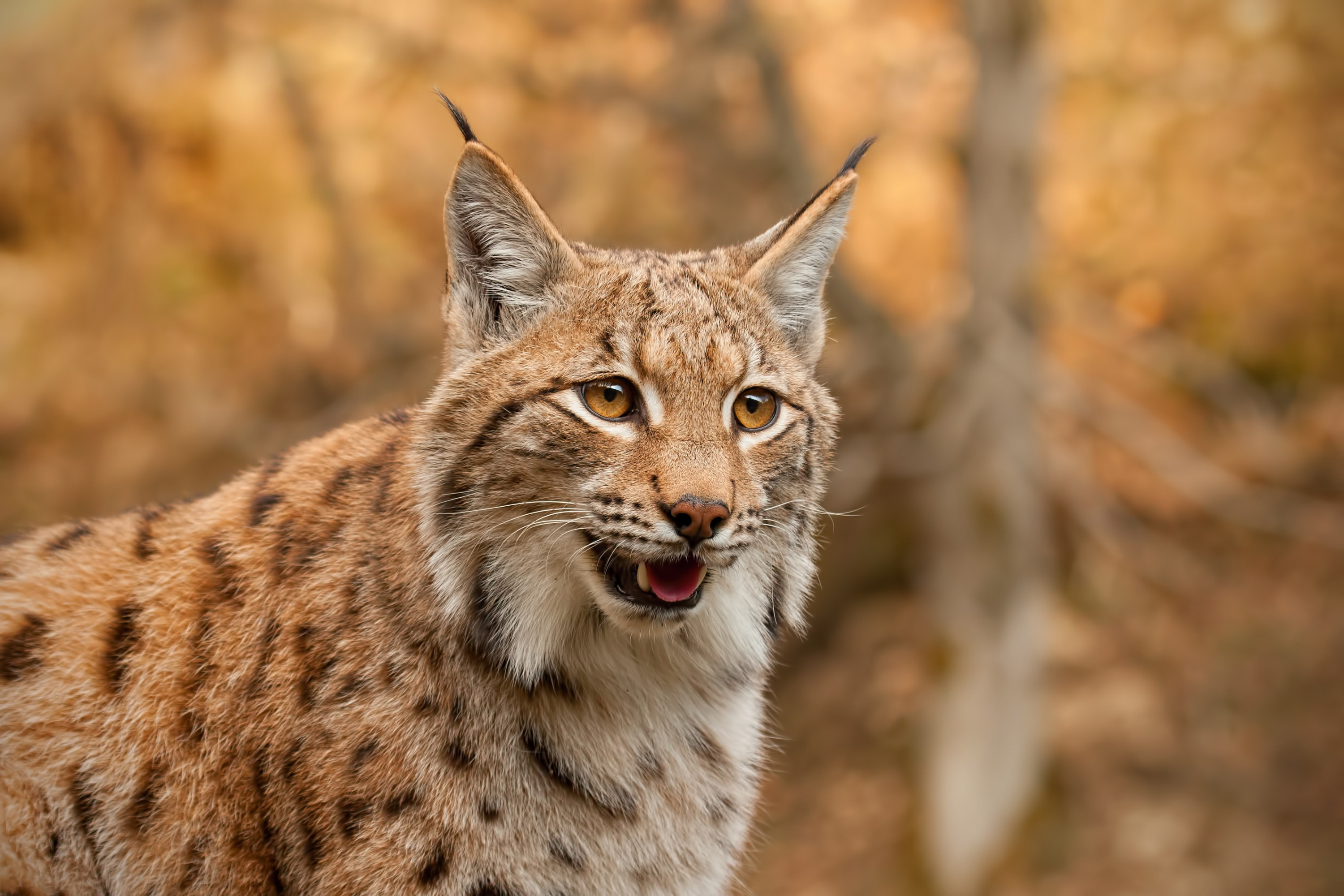 Le lynx - un chasseur à pas feutrés
