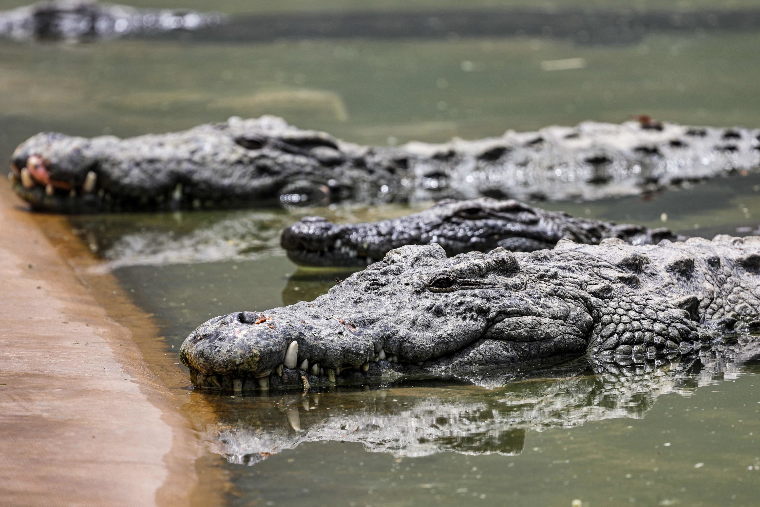 Protège carnet de santé Aligatos le crocodile