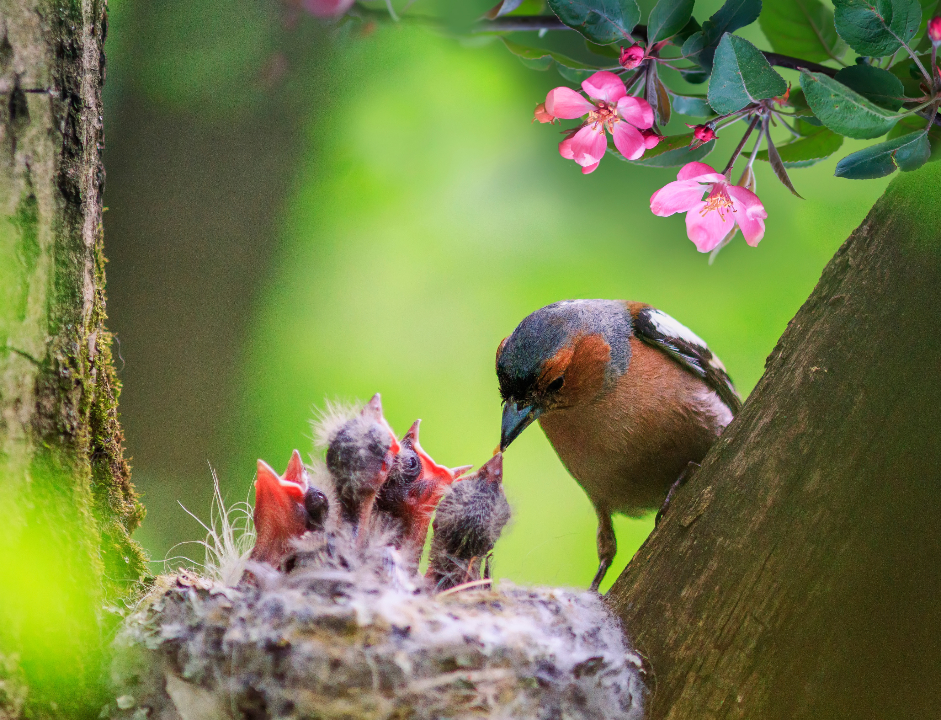 Comment protéger les nids d'oiseaux des prédateurs du jardin ?