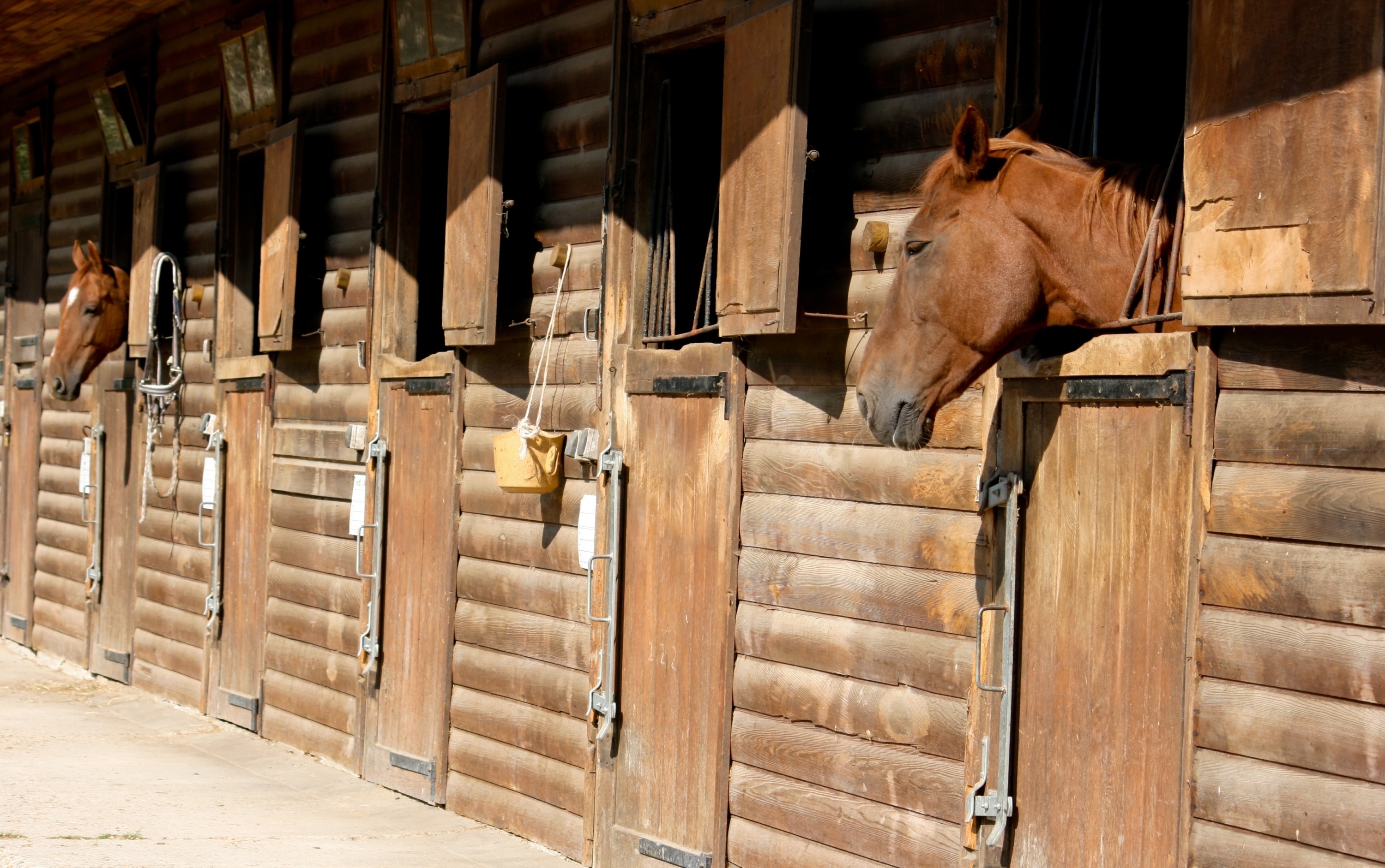 Deux hommes condamnés à Saint-Nazaire pour avoir régulièrement violé des  chevaux