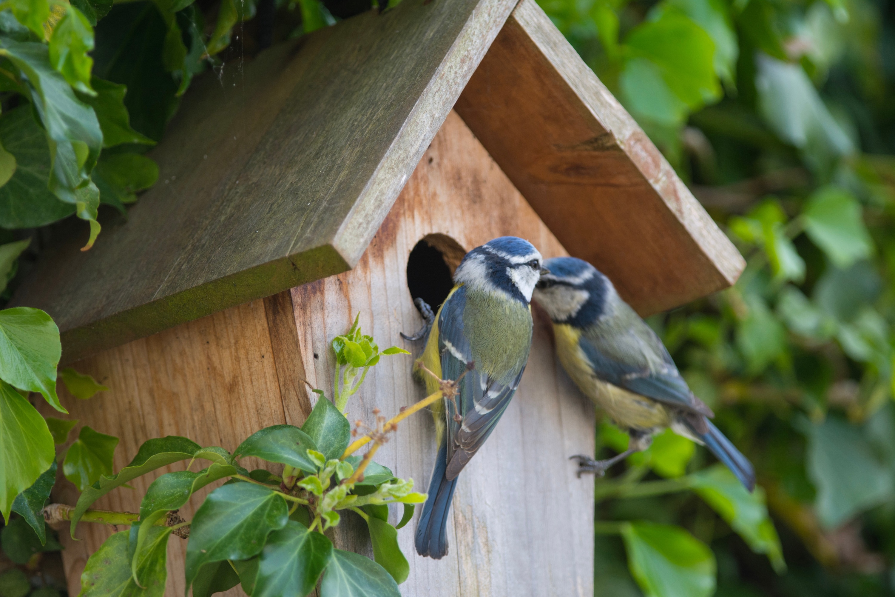 Joli nichoir oiseaux à planter dans votre jardin