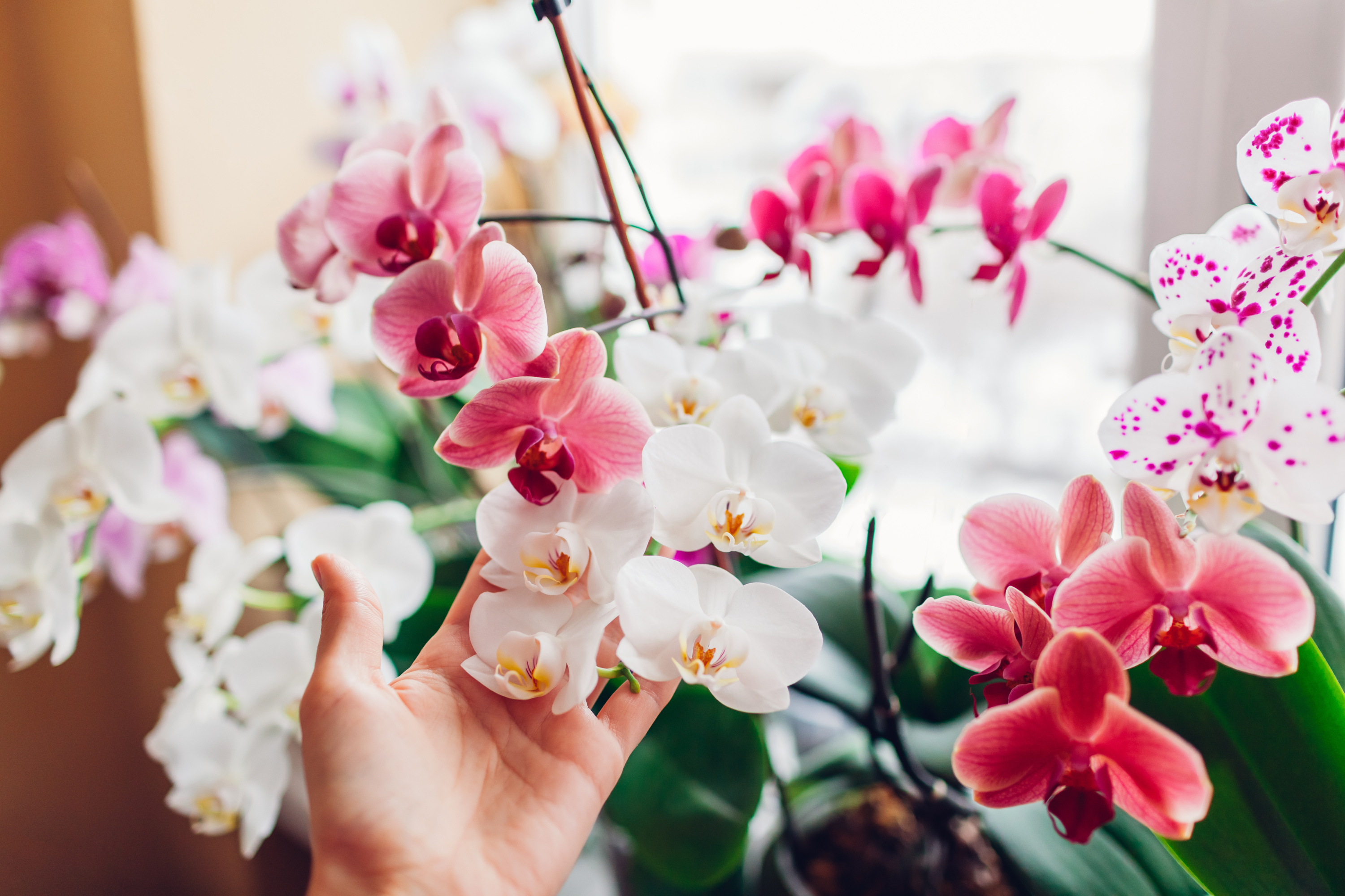 Composition d’orchidée naturelle