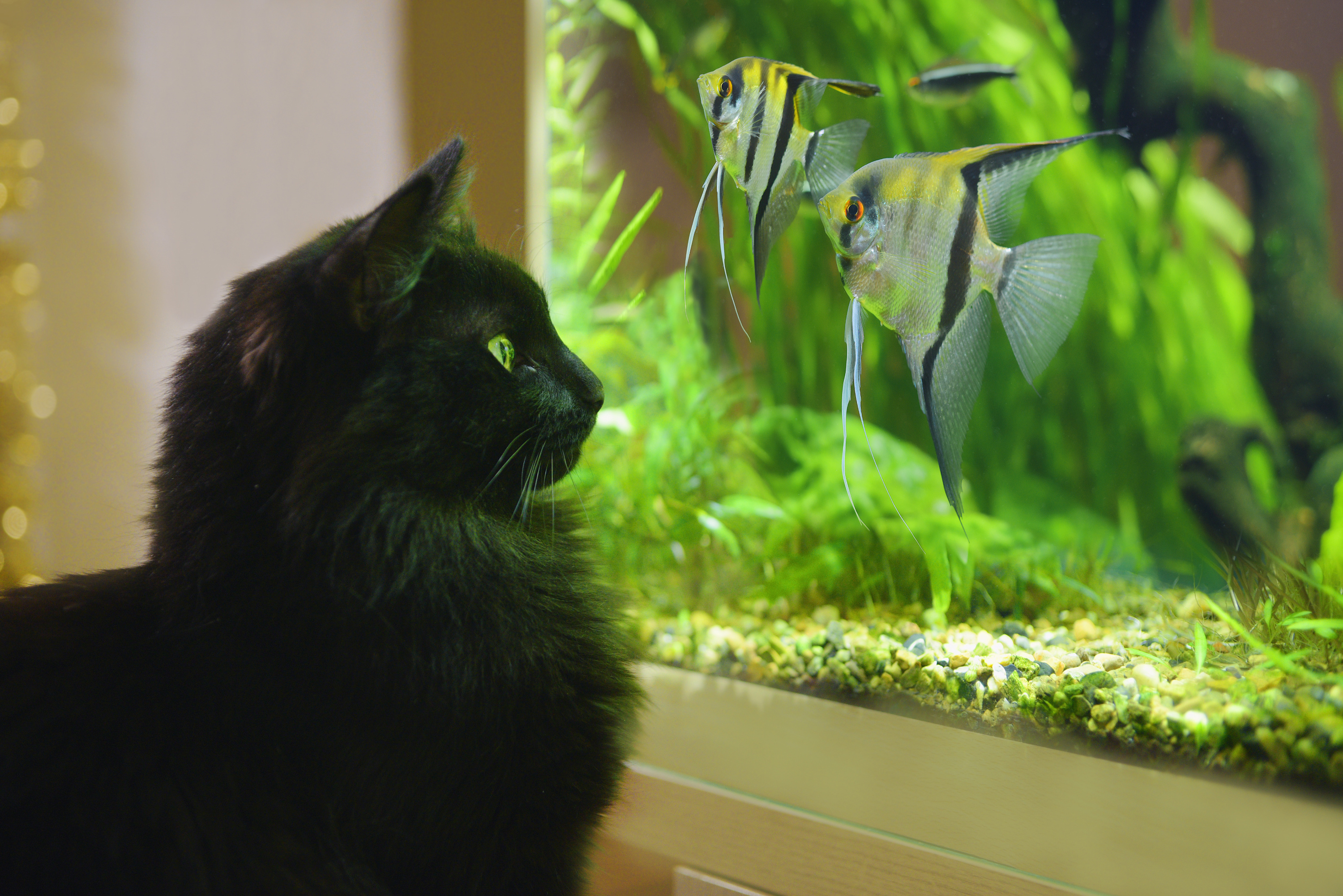 Adopter un poisson rouge : 6 choses à savoir !