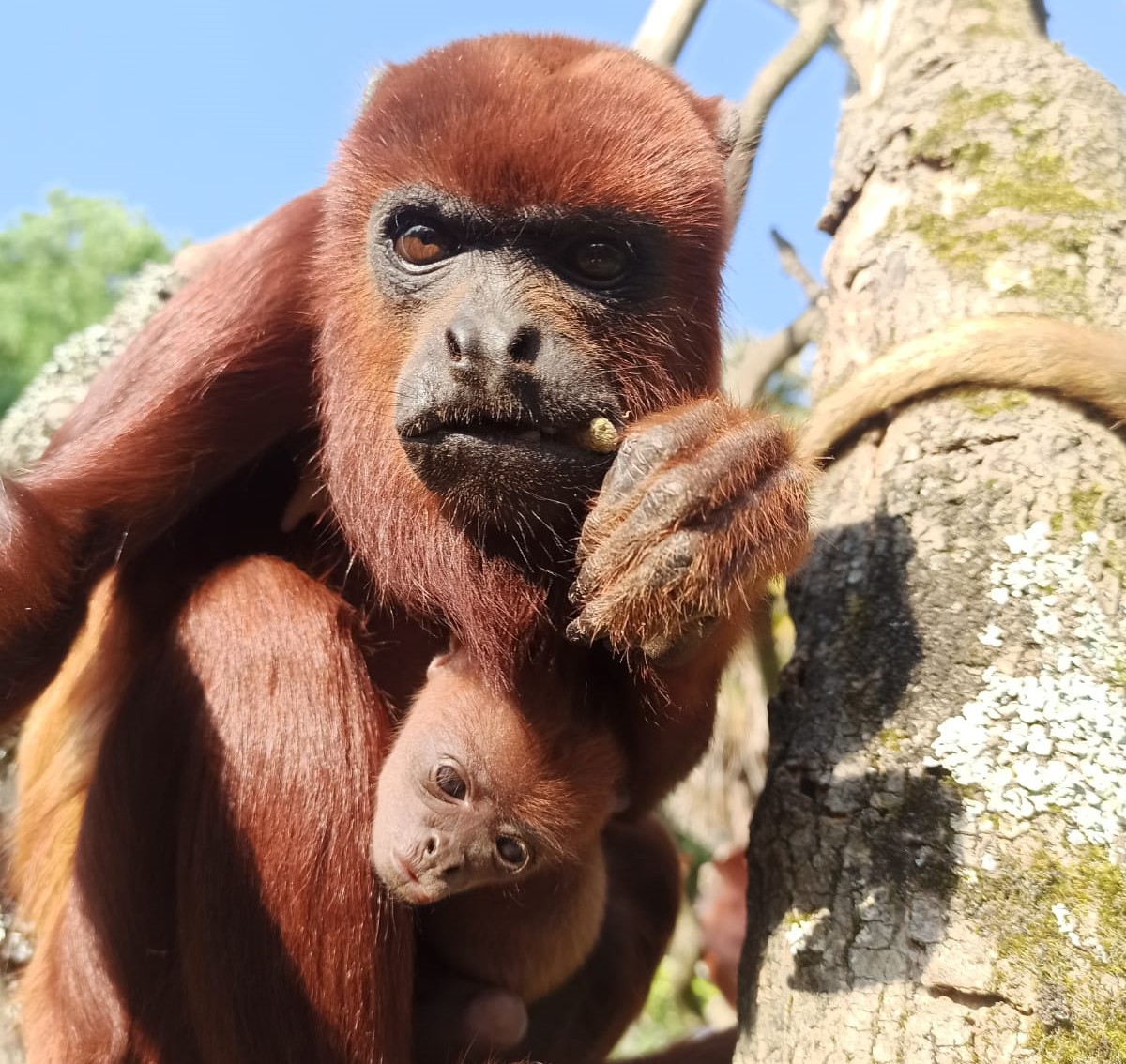 Écoutez un singe vous demander en mariage