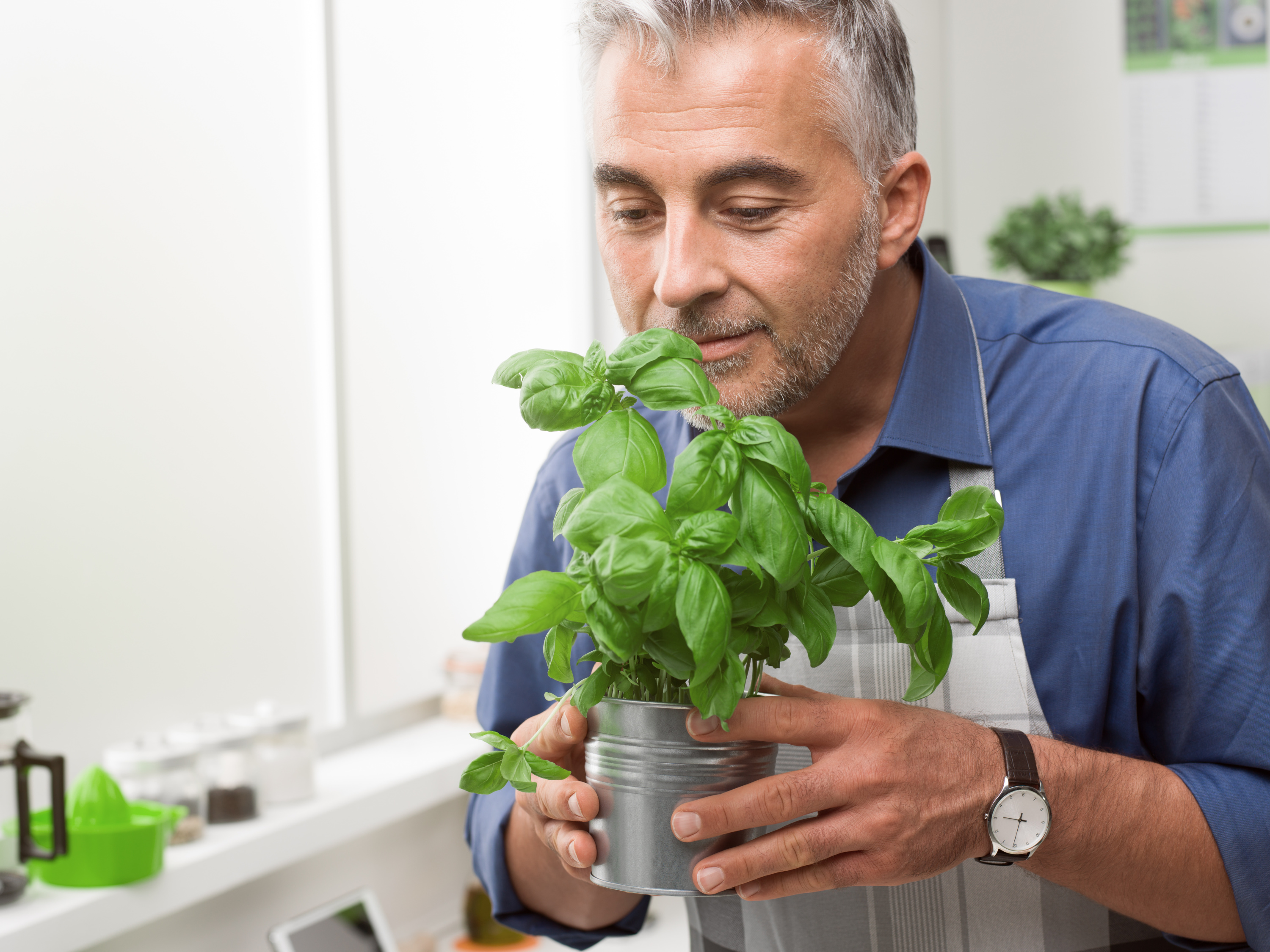 Comment cultiver le basilic en intérieur ? - Gamm vert