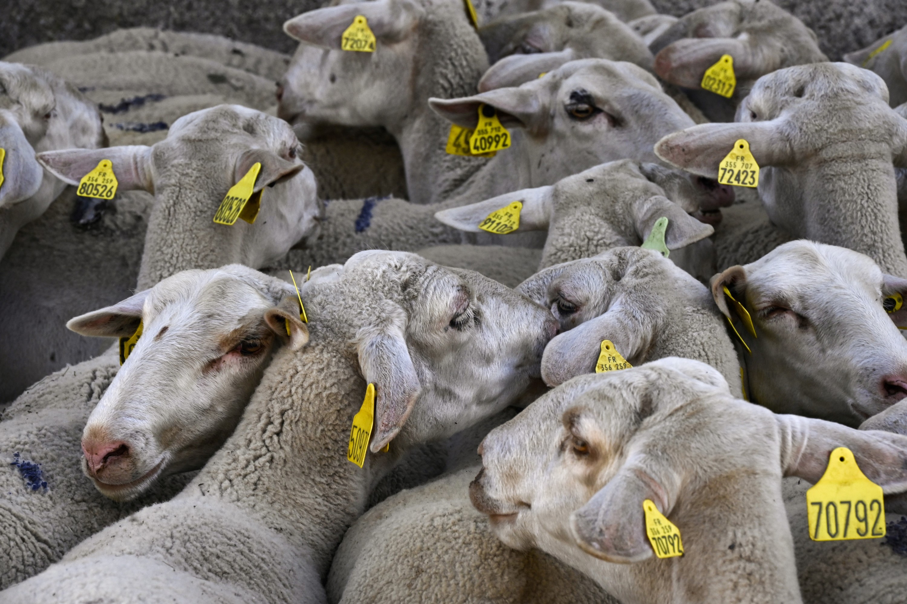Un abattoir sauvage : 40 moutons entassés dans 12m2 retrouvés dans une cité à Nice