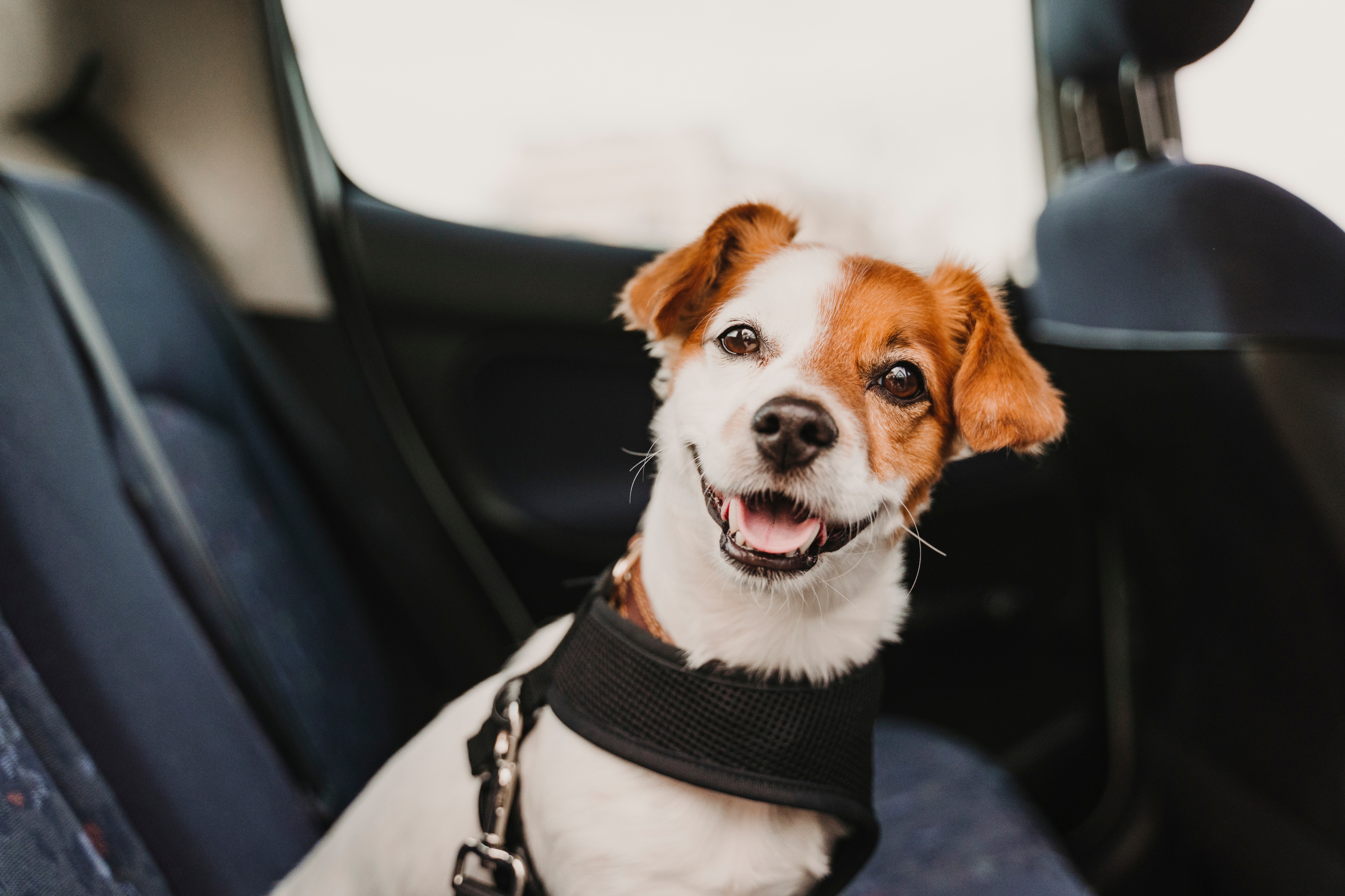 La sécurité en voiture avec son chien! Tout ce que vous devez savoir.