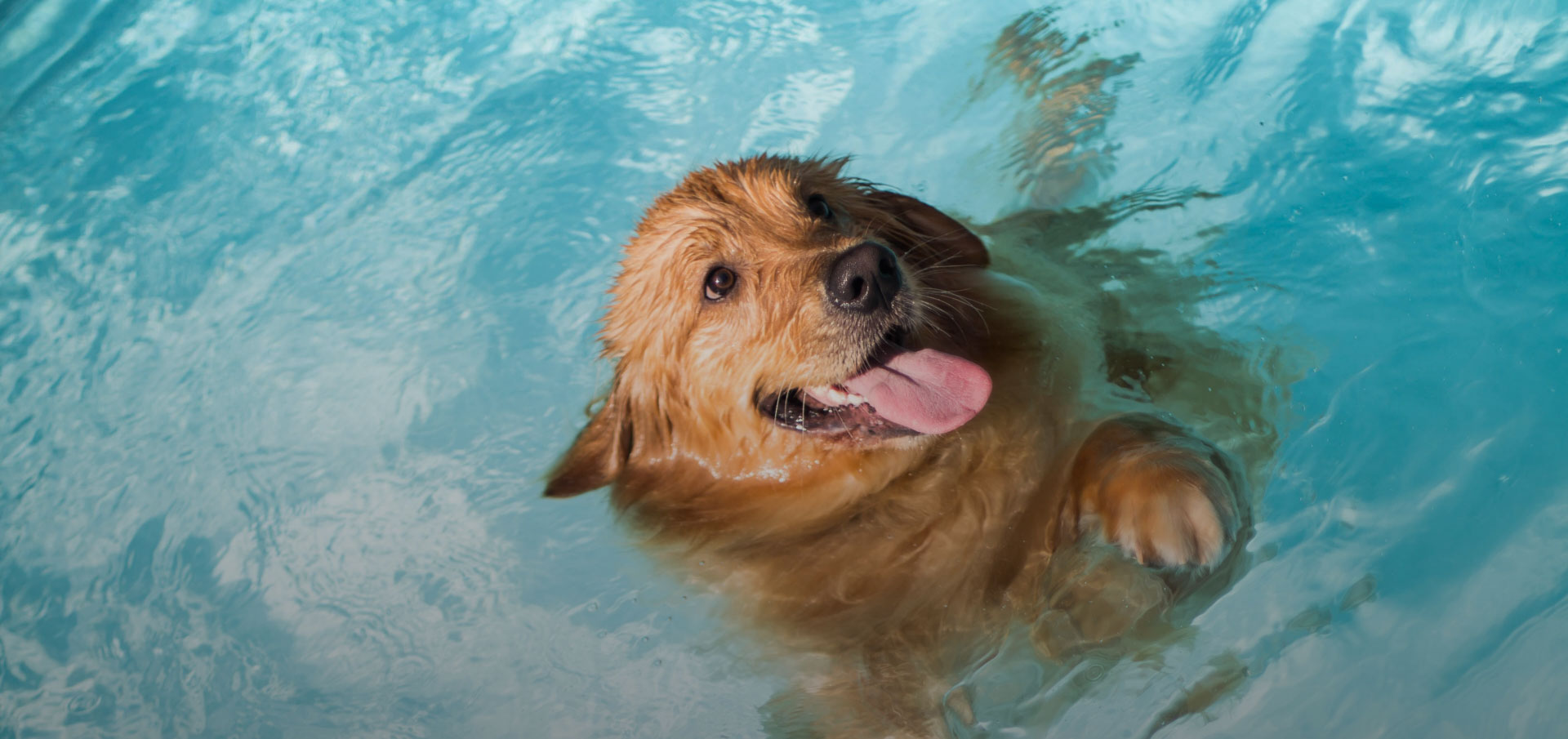 La première piscine pour chiens ouvre en France, les maîtres devront passer  à la caisse 