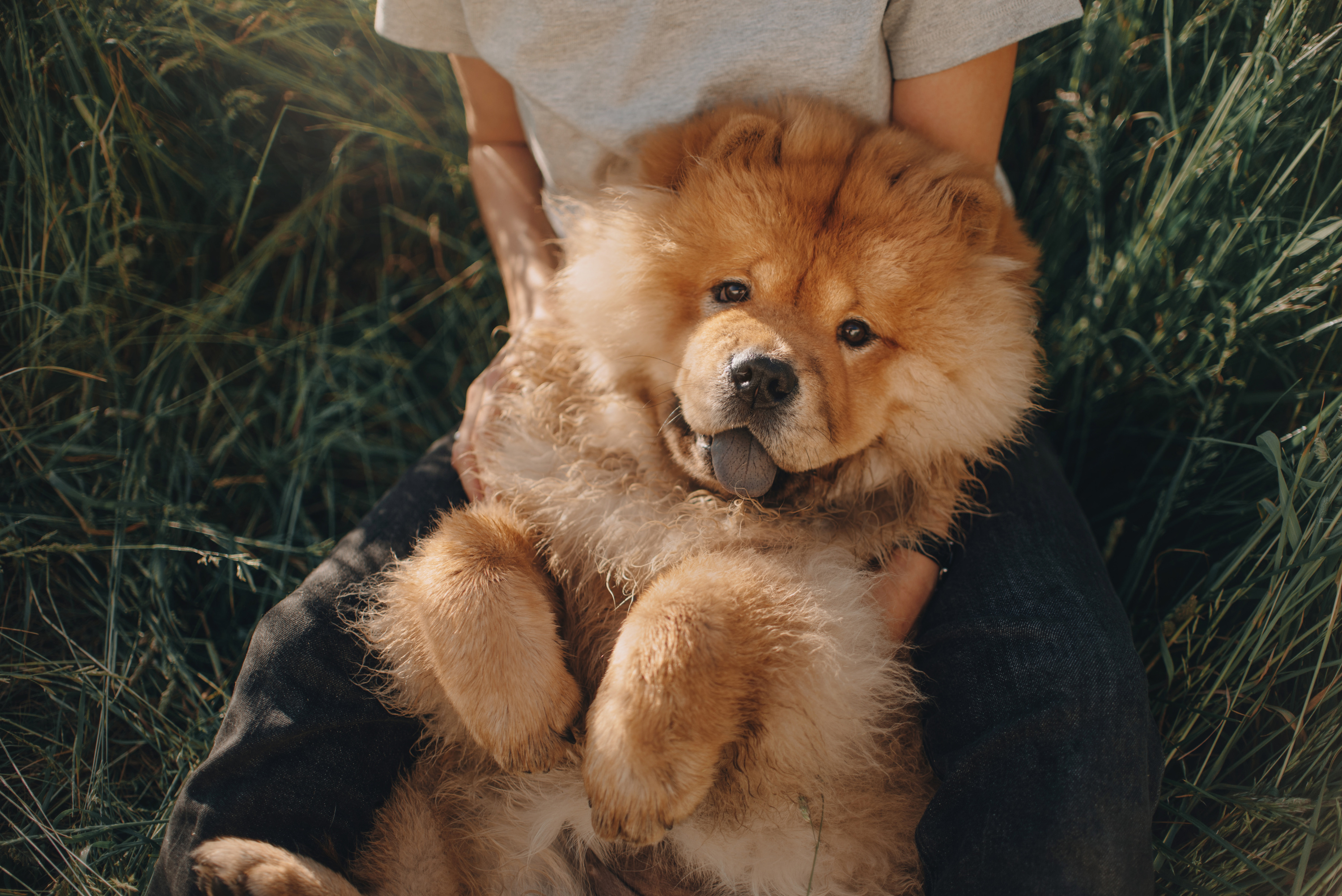 Quelles races de chiens supportent mieux les trajets en voiture