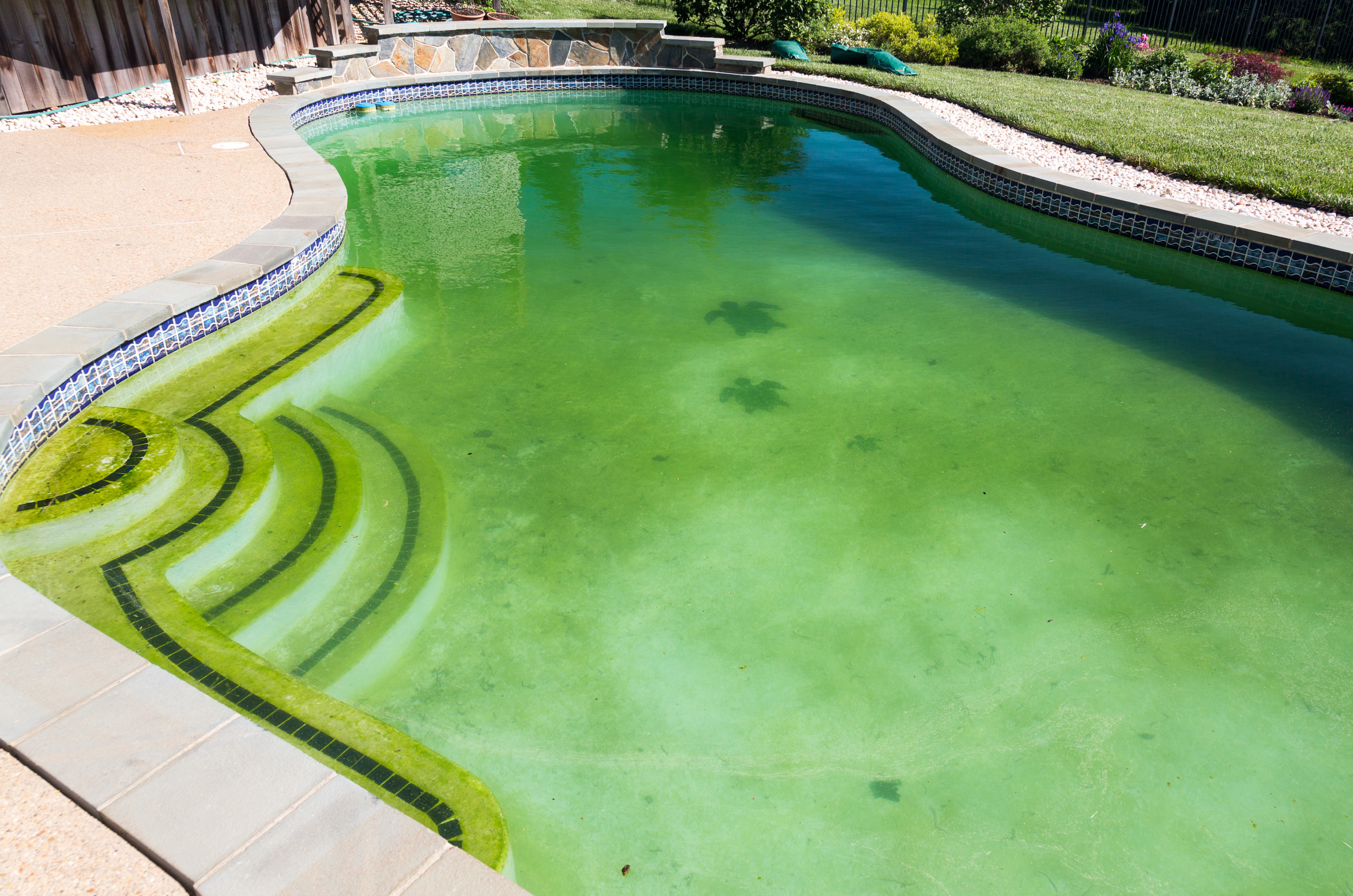 Anti-algues de piscine : tout savoir
