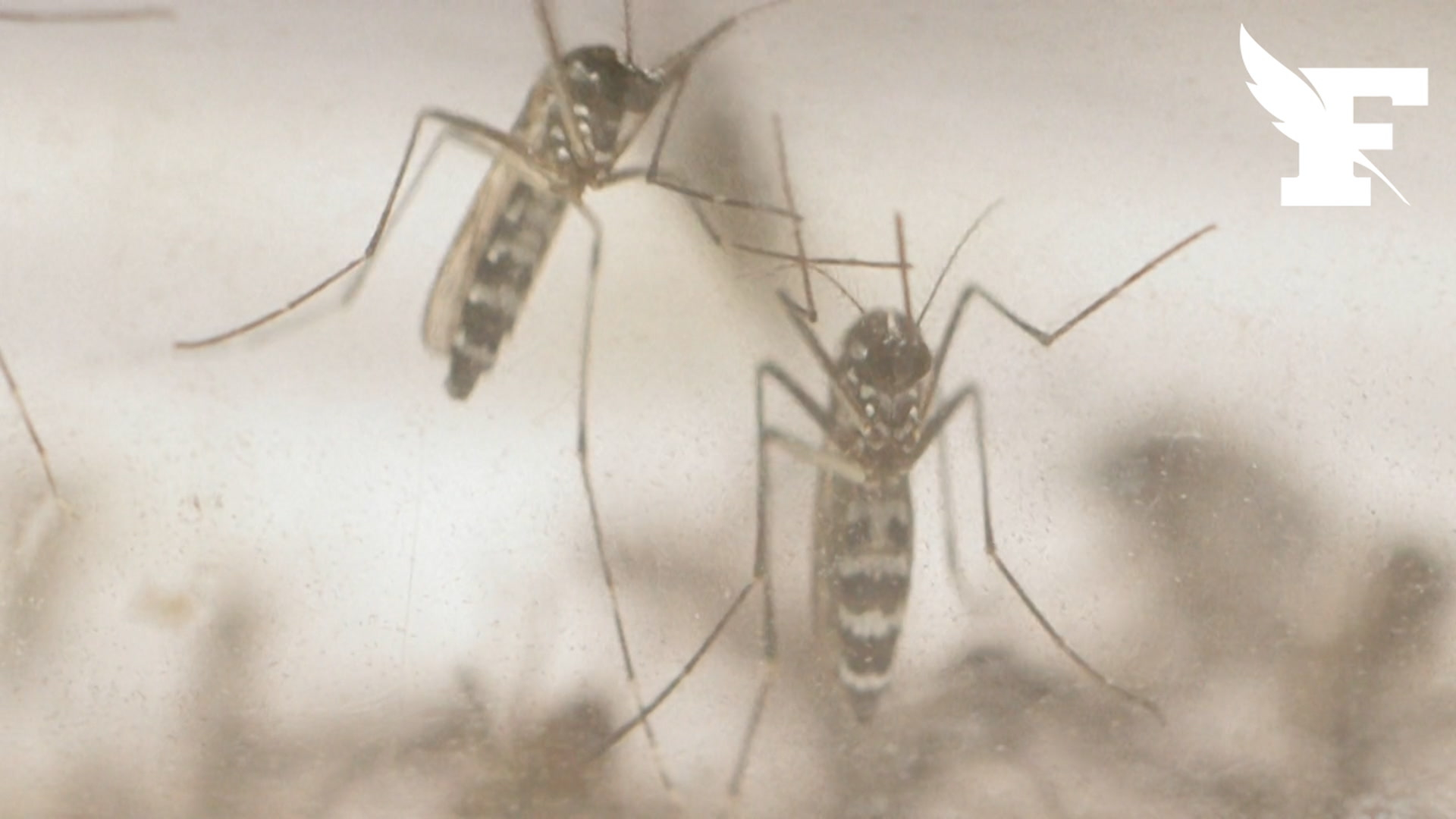 10 astuces pour empêcher les moustiques d'entrer dans la maison cet été