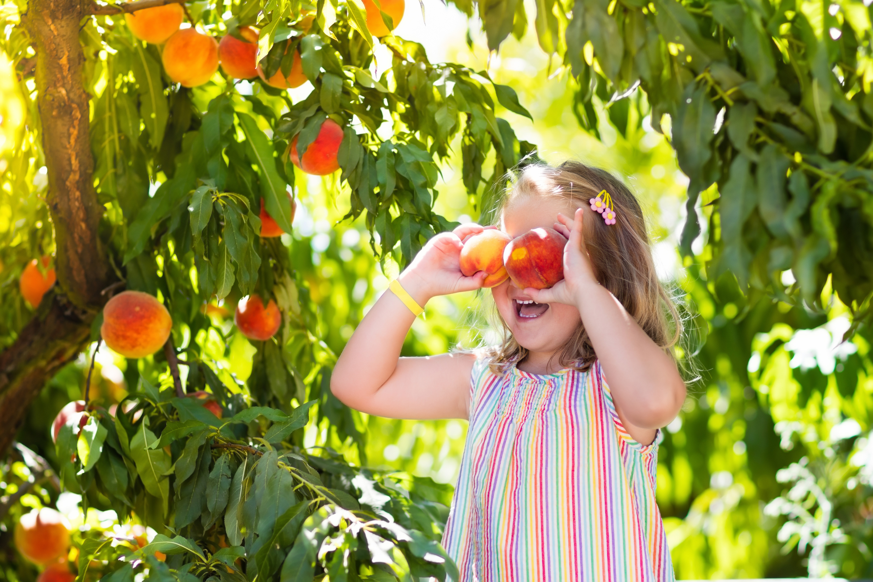 Protéger ses arbres fruitiers : nos astuces pour un jardin en bonne santé