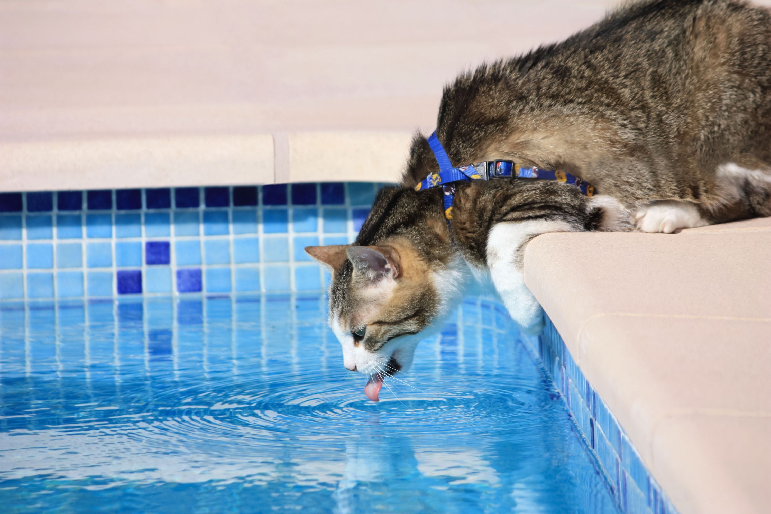 Chat et piscine : avez-vous pensé à tout ?