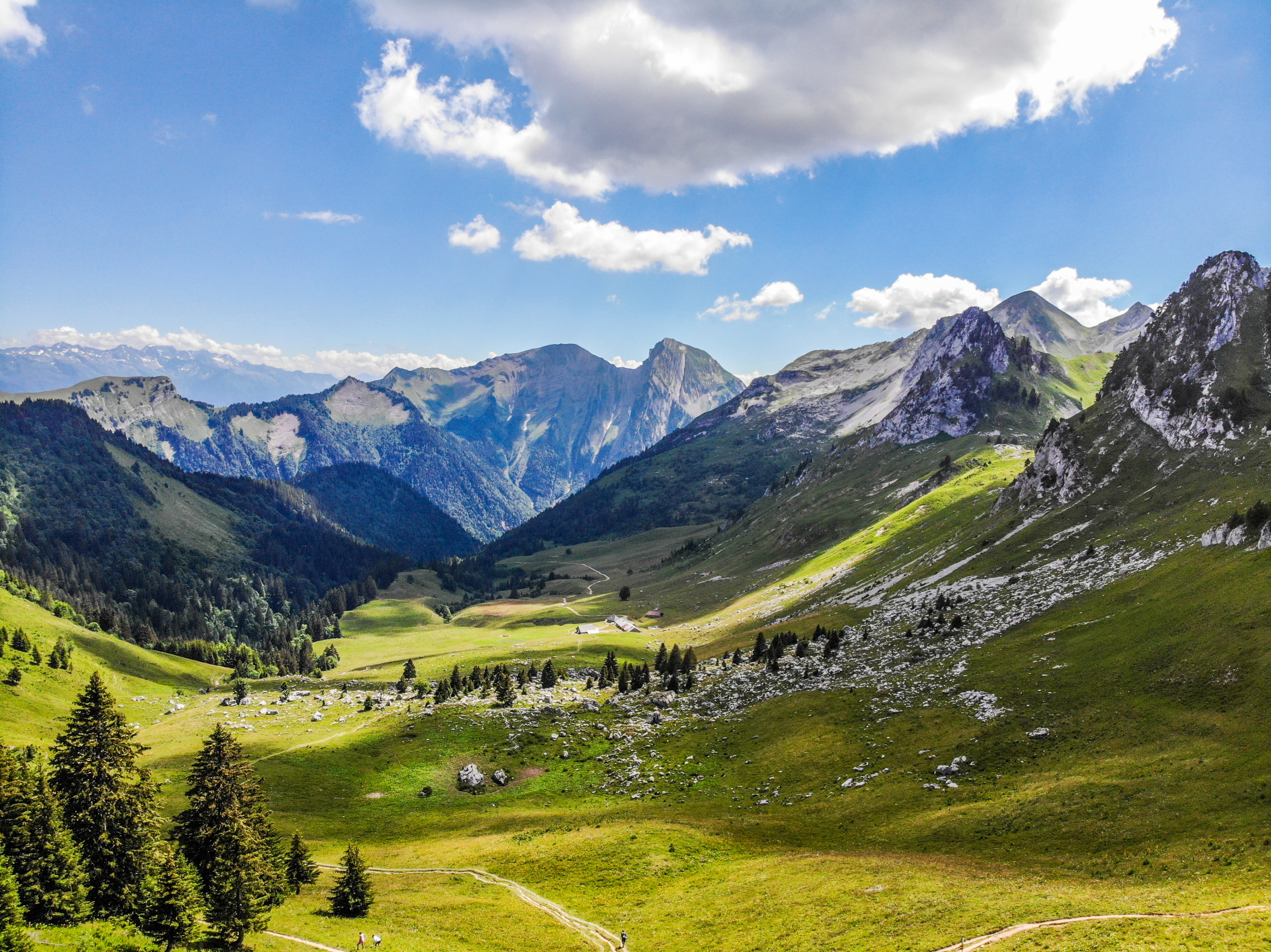 Savoie : la cueillette du génépi, menacé de disparition, est désormais  encadrée