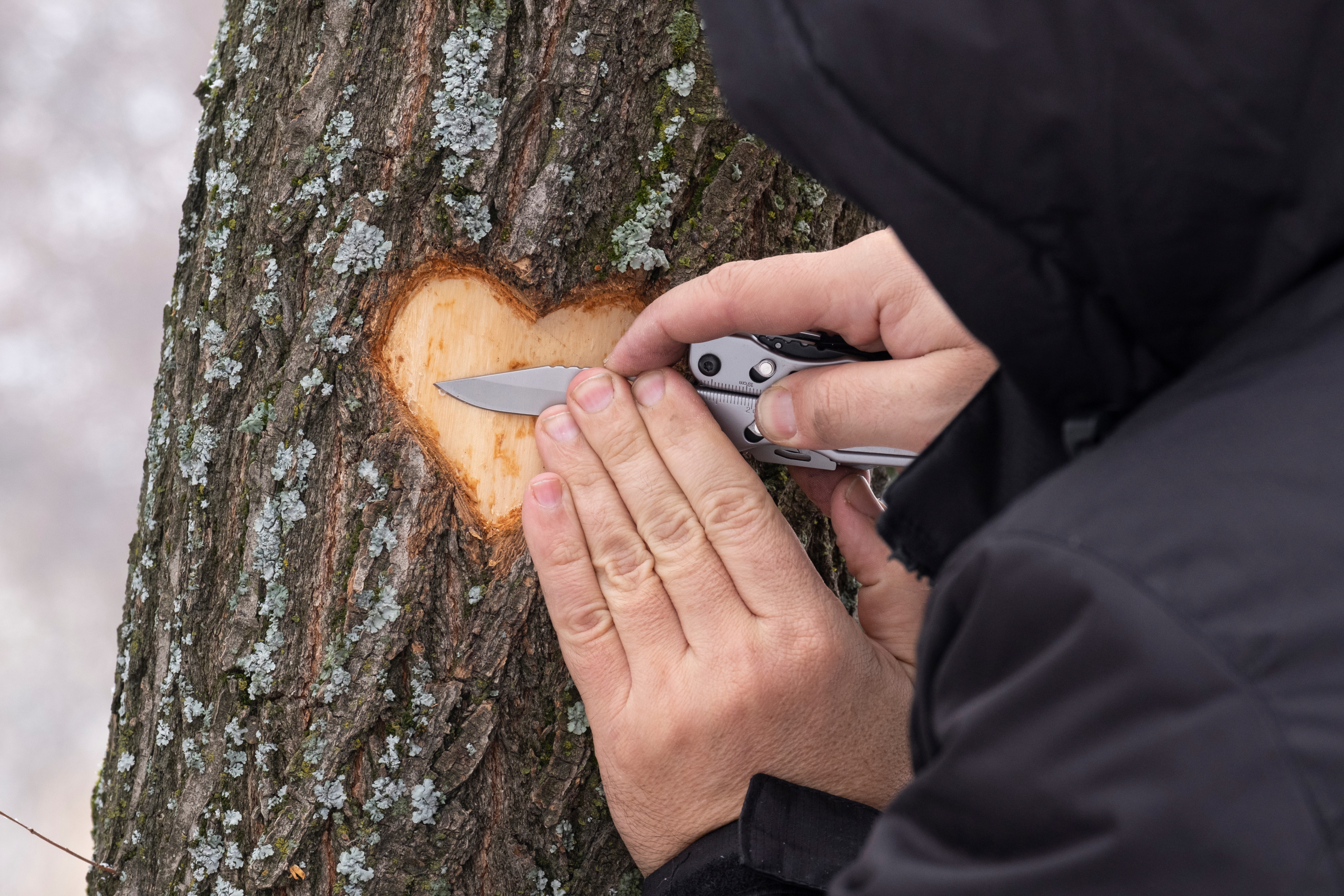 Comment soigner un arbre blessé