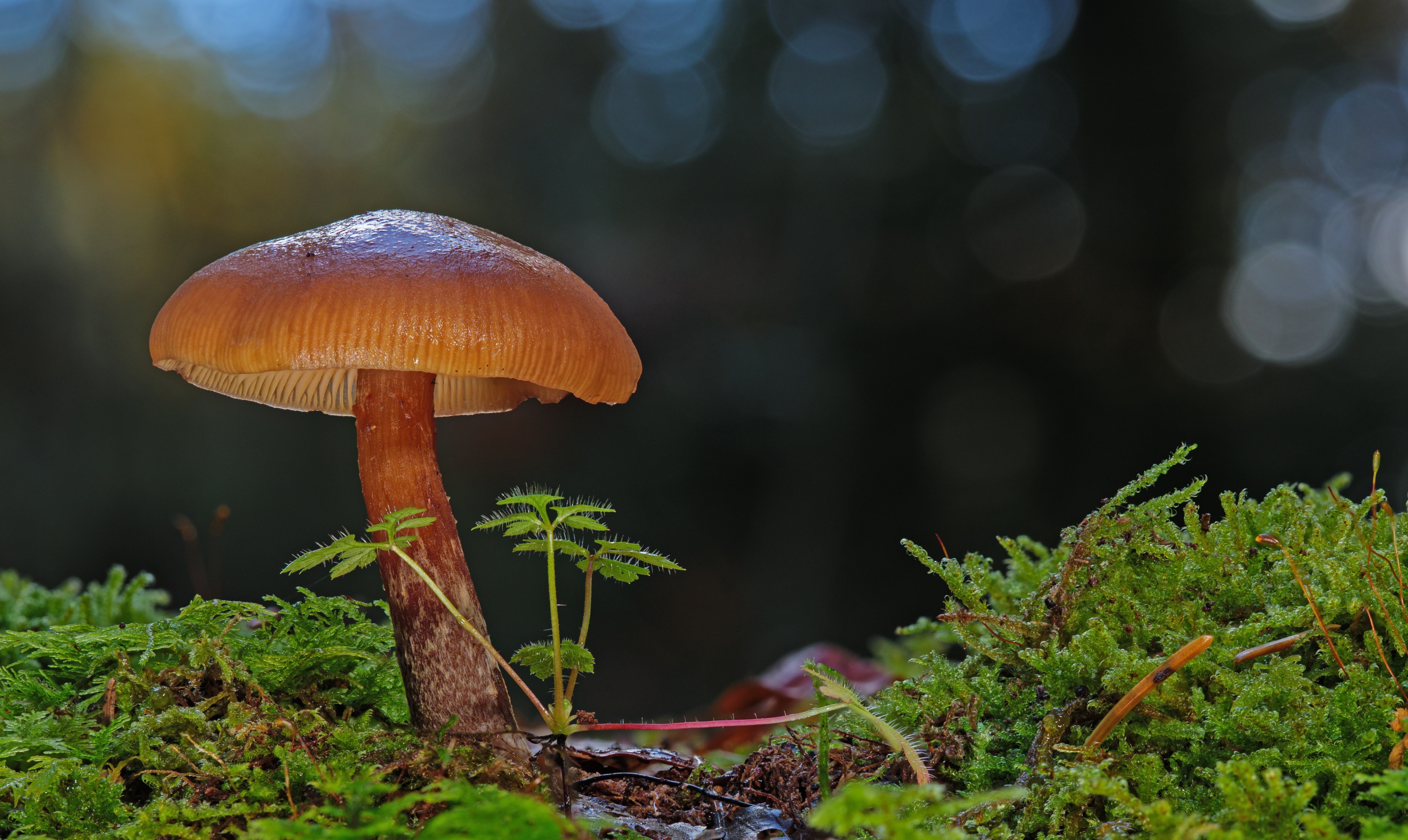 La pluie revient, les champignons aussi !