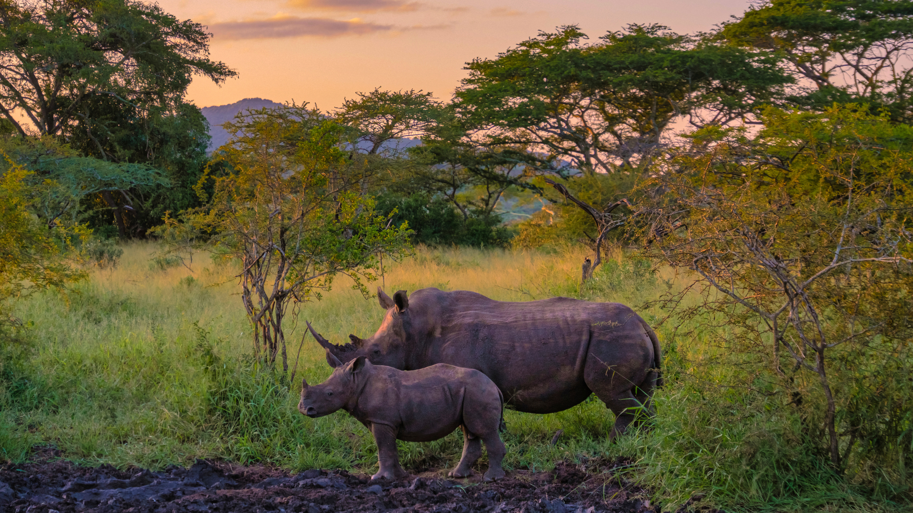 Afrique du Sud : le plus grand élevage mondial de rhinocéros sauvé par une ONG