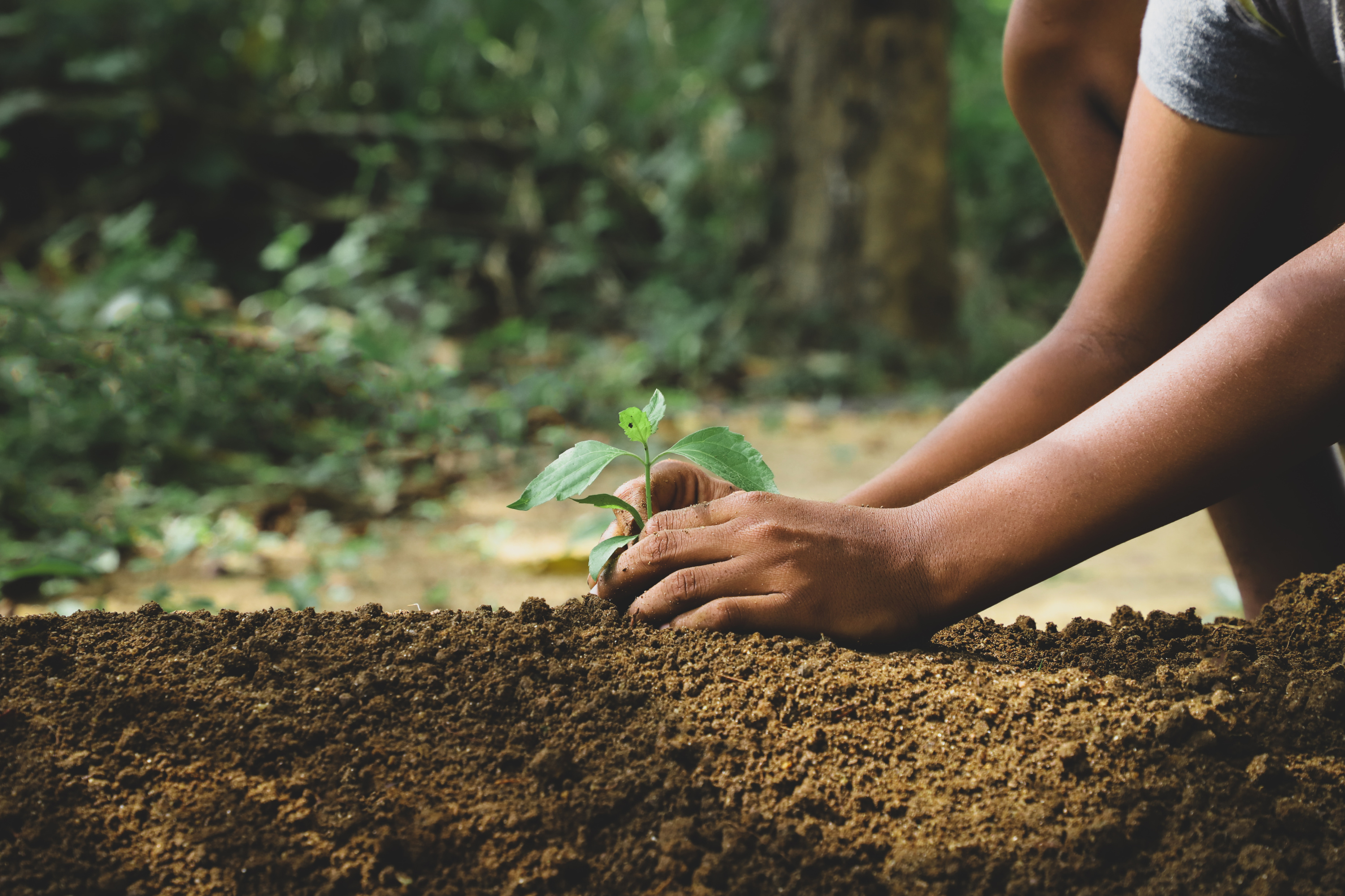 Planter un arbre : mode d'emploi - Oui Forêts