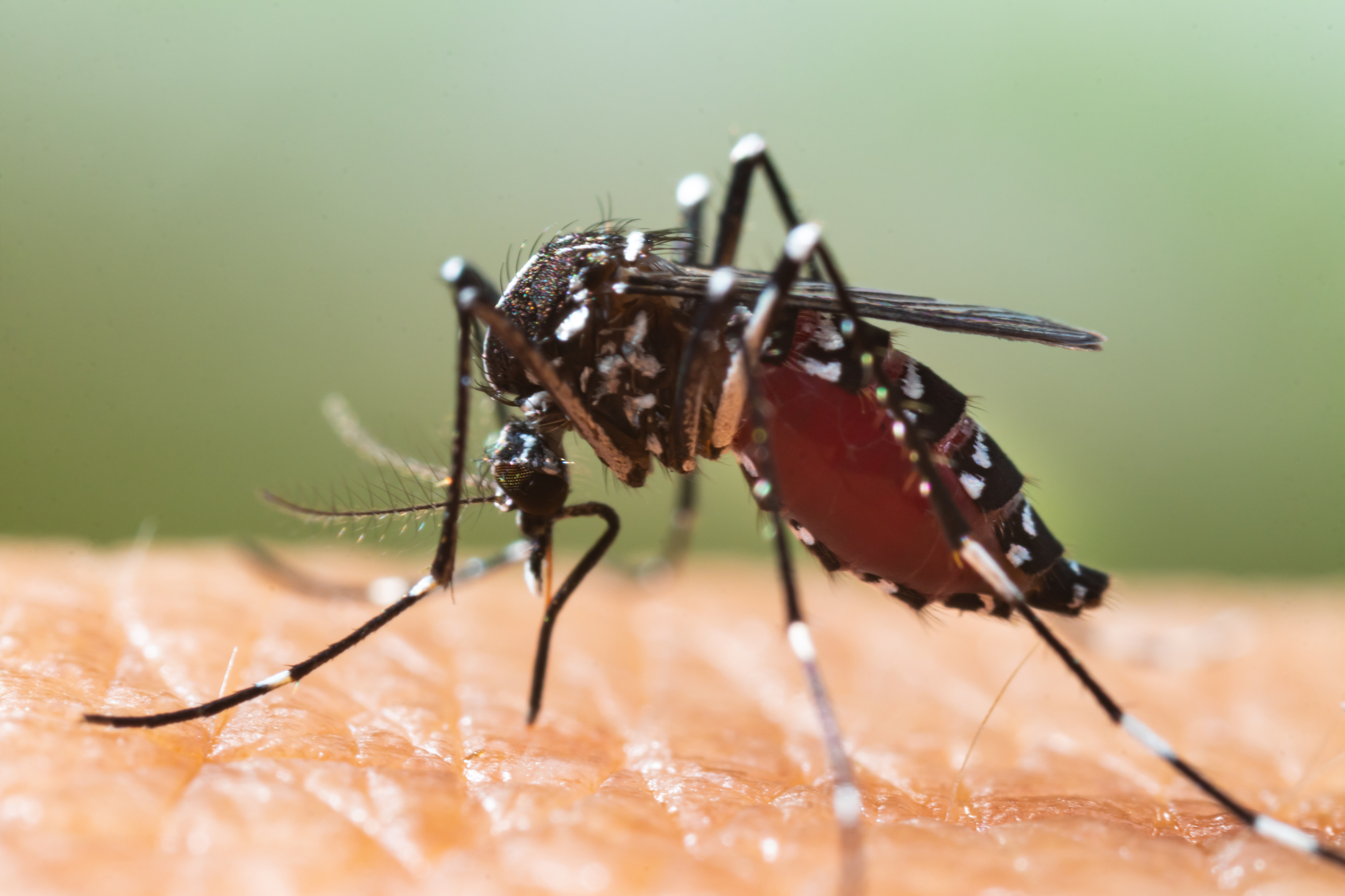 Autour de Lyon : opération anti-moustiques tigres après deux cas de dengue