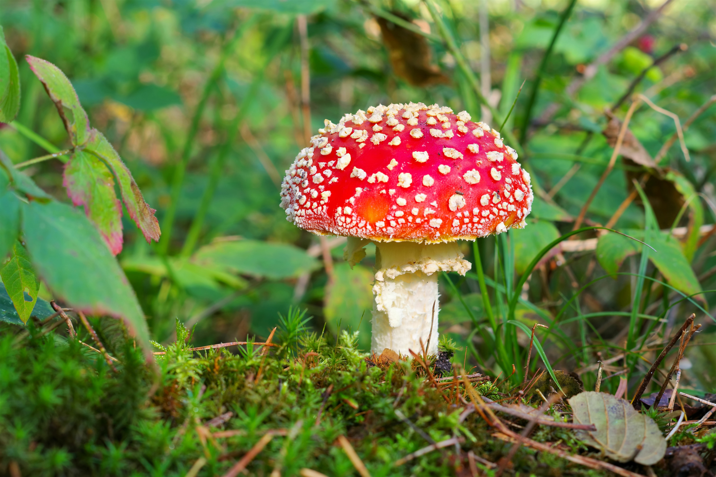 Top départ pour la saison des champignons en France ! À quoi reconnaît-on  un champignon toxique ?