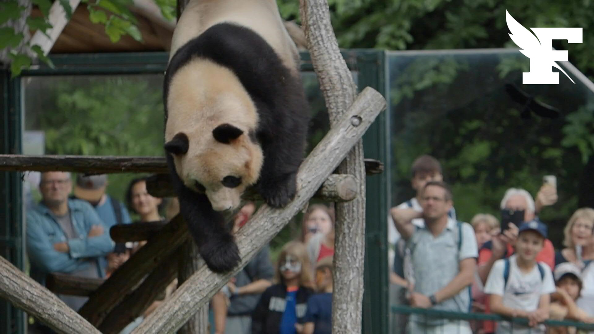 Taïwan reçoit en cadeau les pandas chinois de la réconciliation