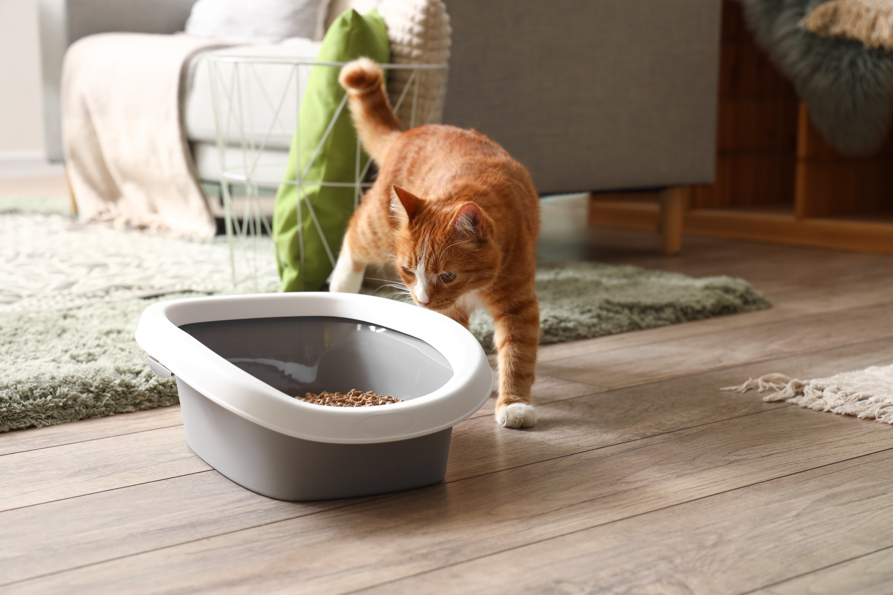Désodorisant litière chat Pin, neutralise les mauvaises odeurs