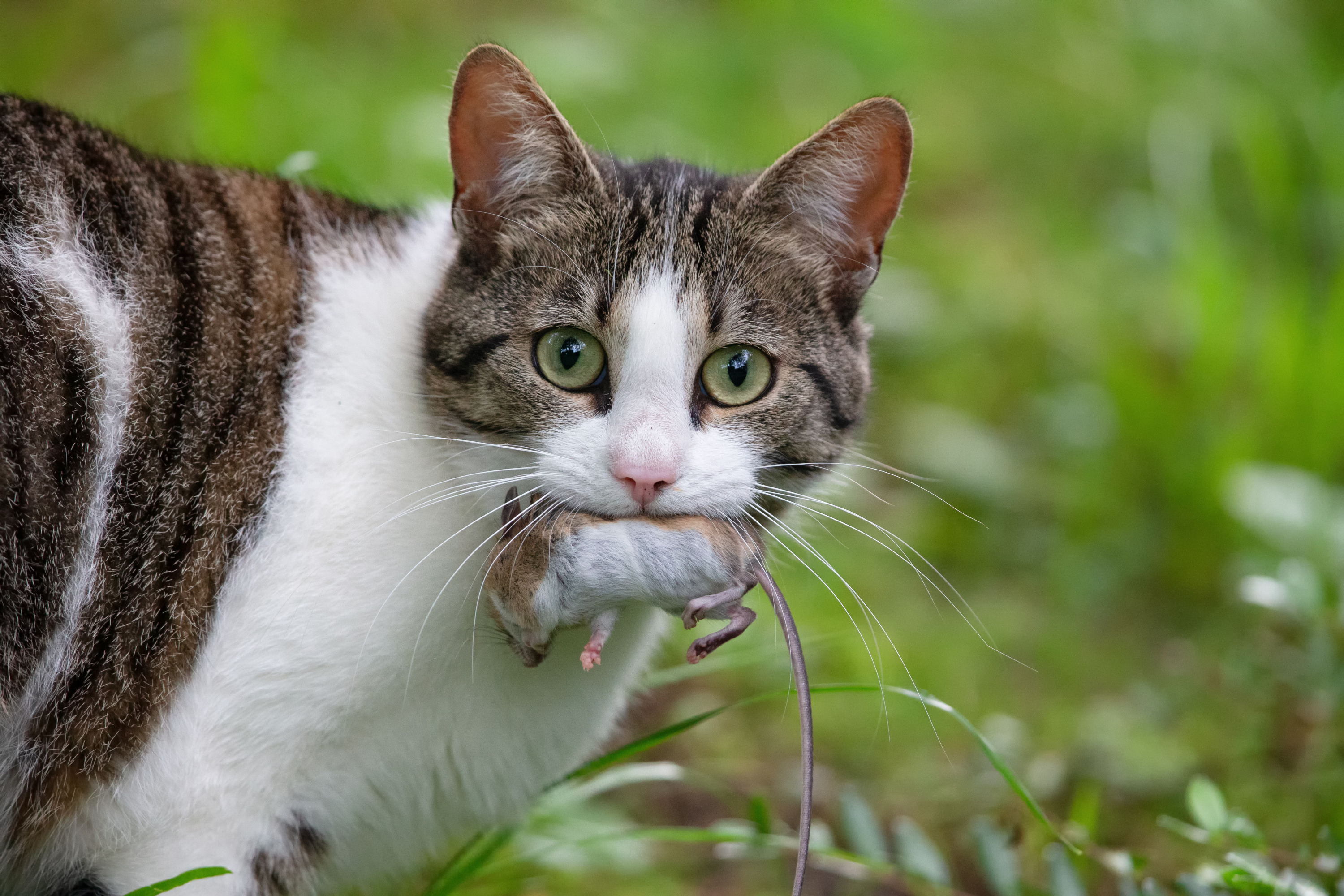 Les mythes de la nourriture en canne pour chat - Centre de Nutrition Animale