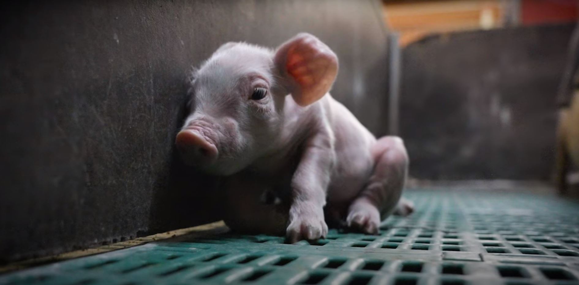 La mutilation des porcs - QUATRE PATTES en France - Organisation mondiale  de protection des animaux