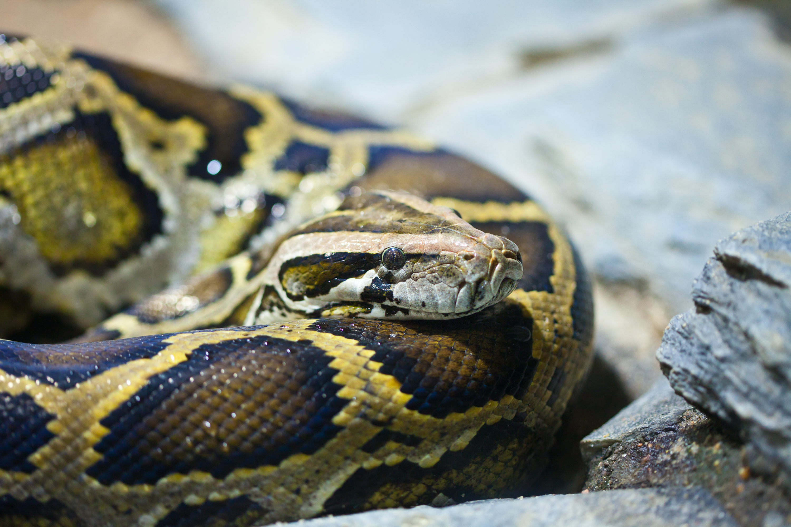 Sartrouville : découverte d’un python dans une aire de jeux pour enfants