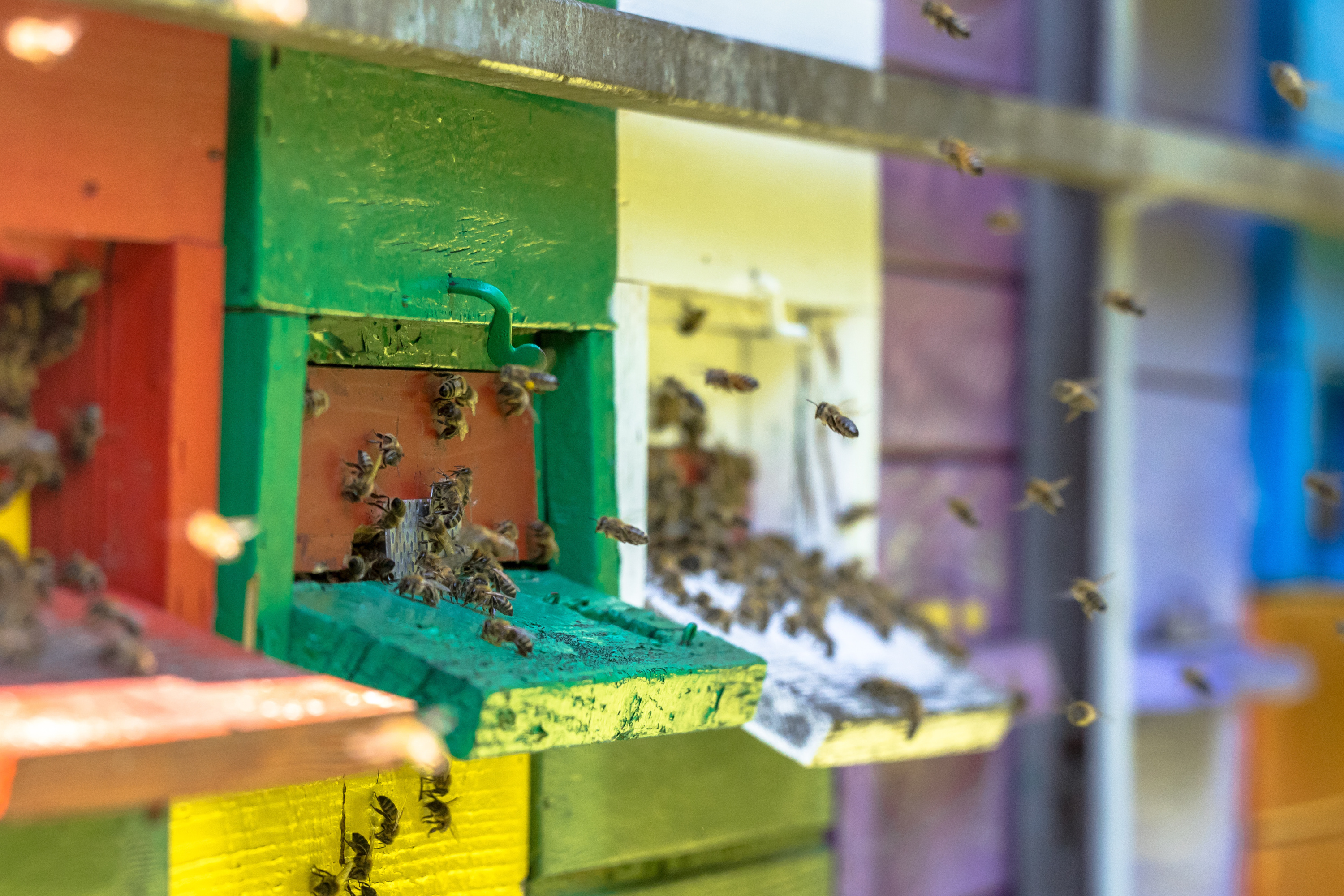Aube et Marne : deux frères interpellés pour des vols de ruches
