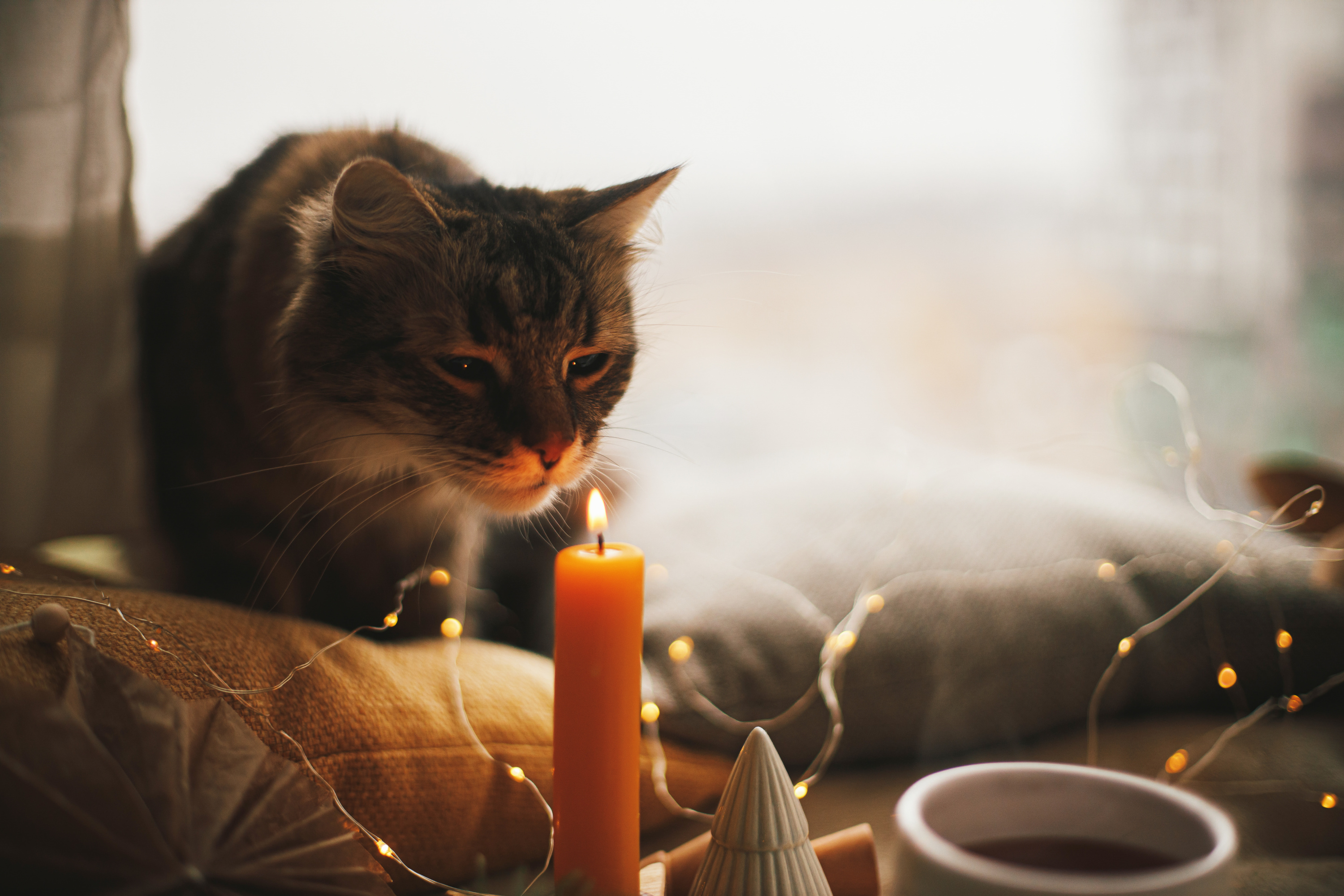 Les bougies sont-elles dangereuses pour nos animaux domestiques ?