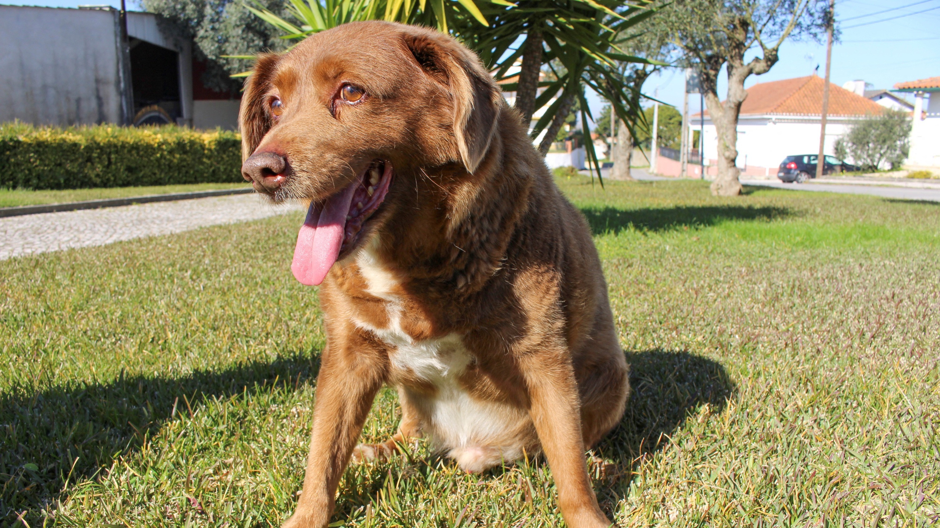 Bobi le chien le plus vieux du monde est mort 31 ans et 165 jours