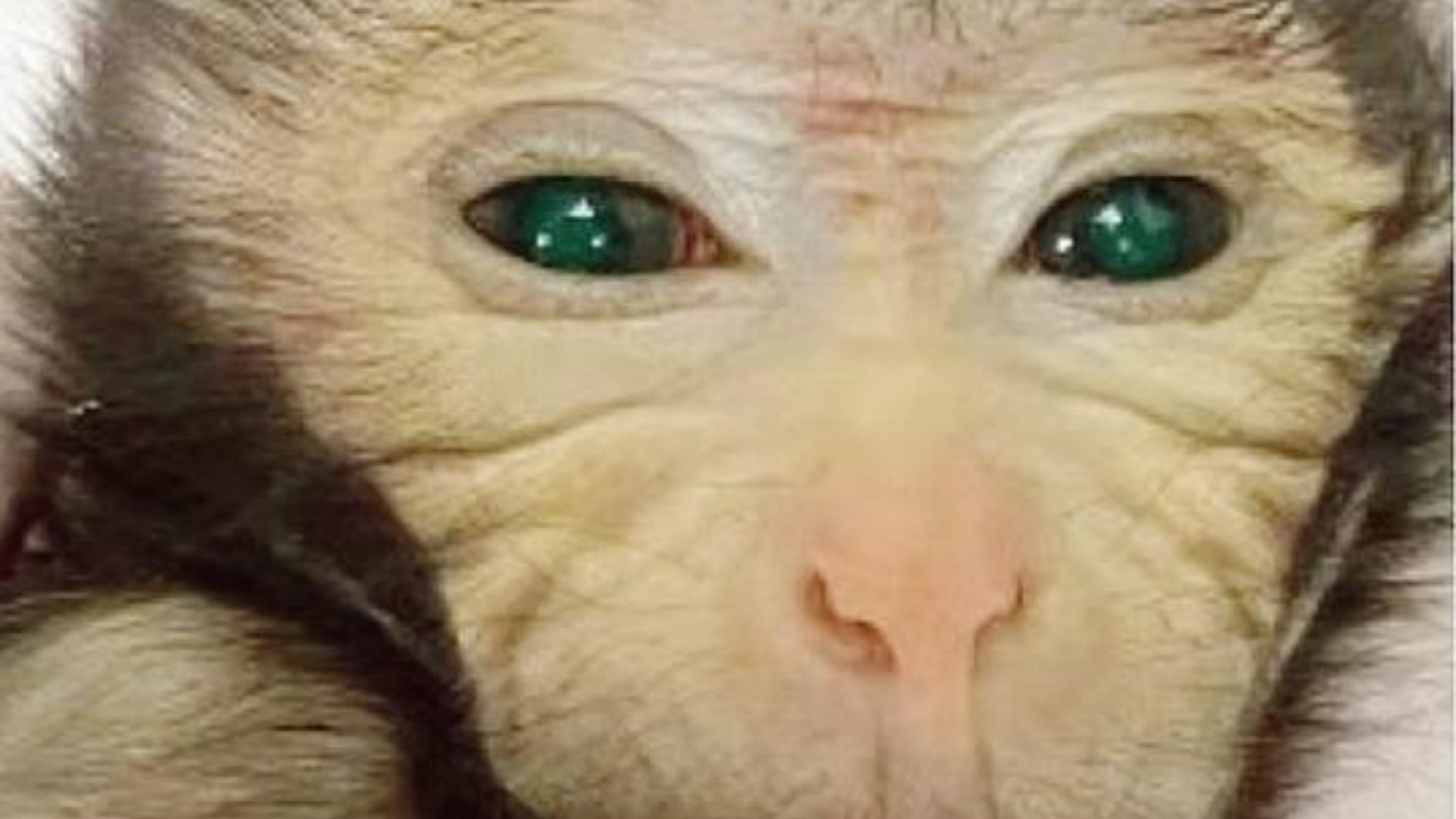 Première mondiale : naissance de deux bébés chimères cochon-singe