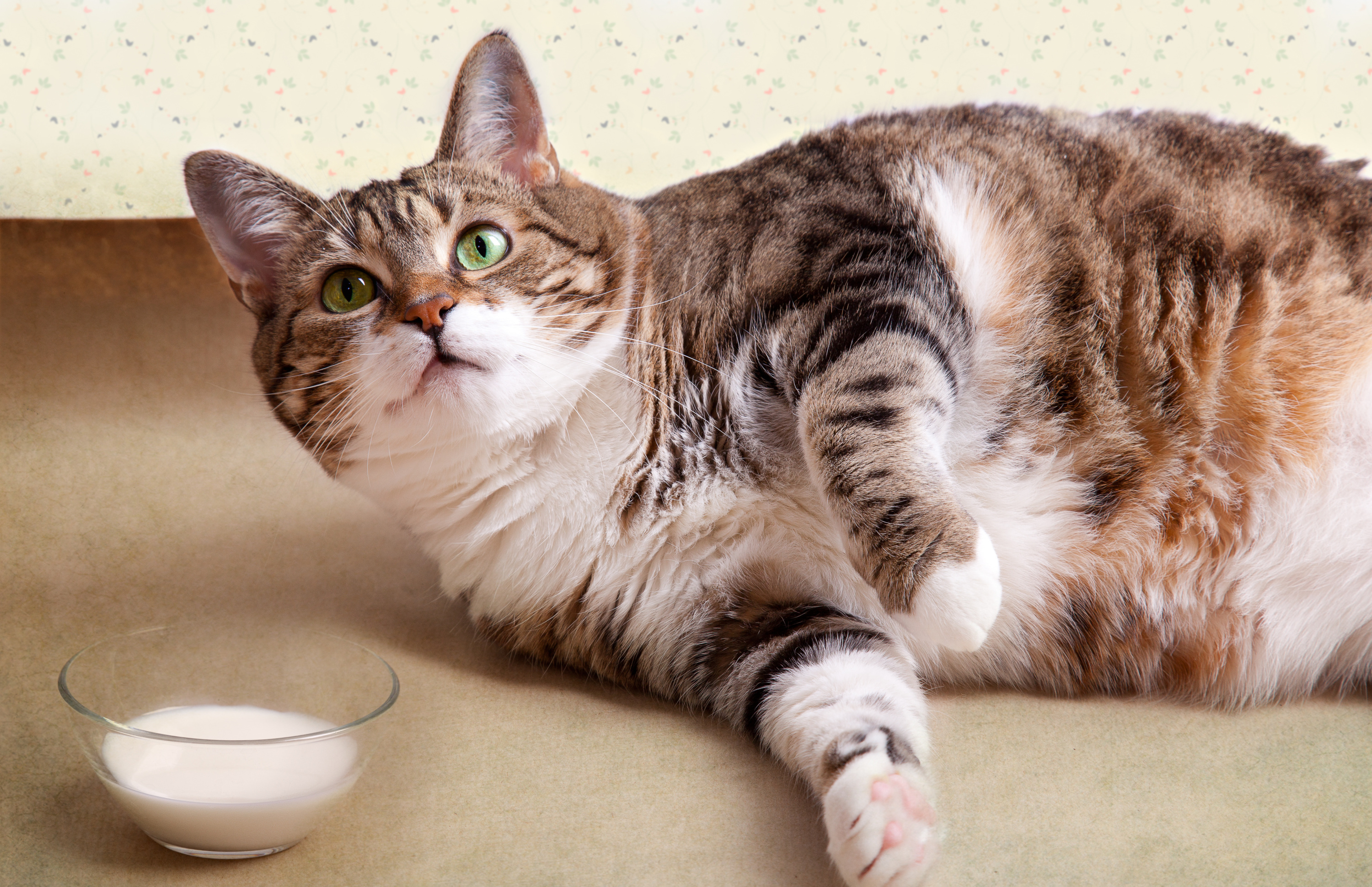 Donner du lait à son chat : une pratique nocive ? - Nos conseils  vétérinaires
